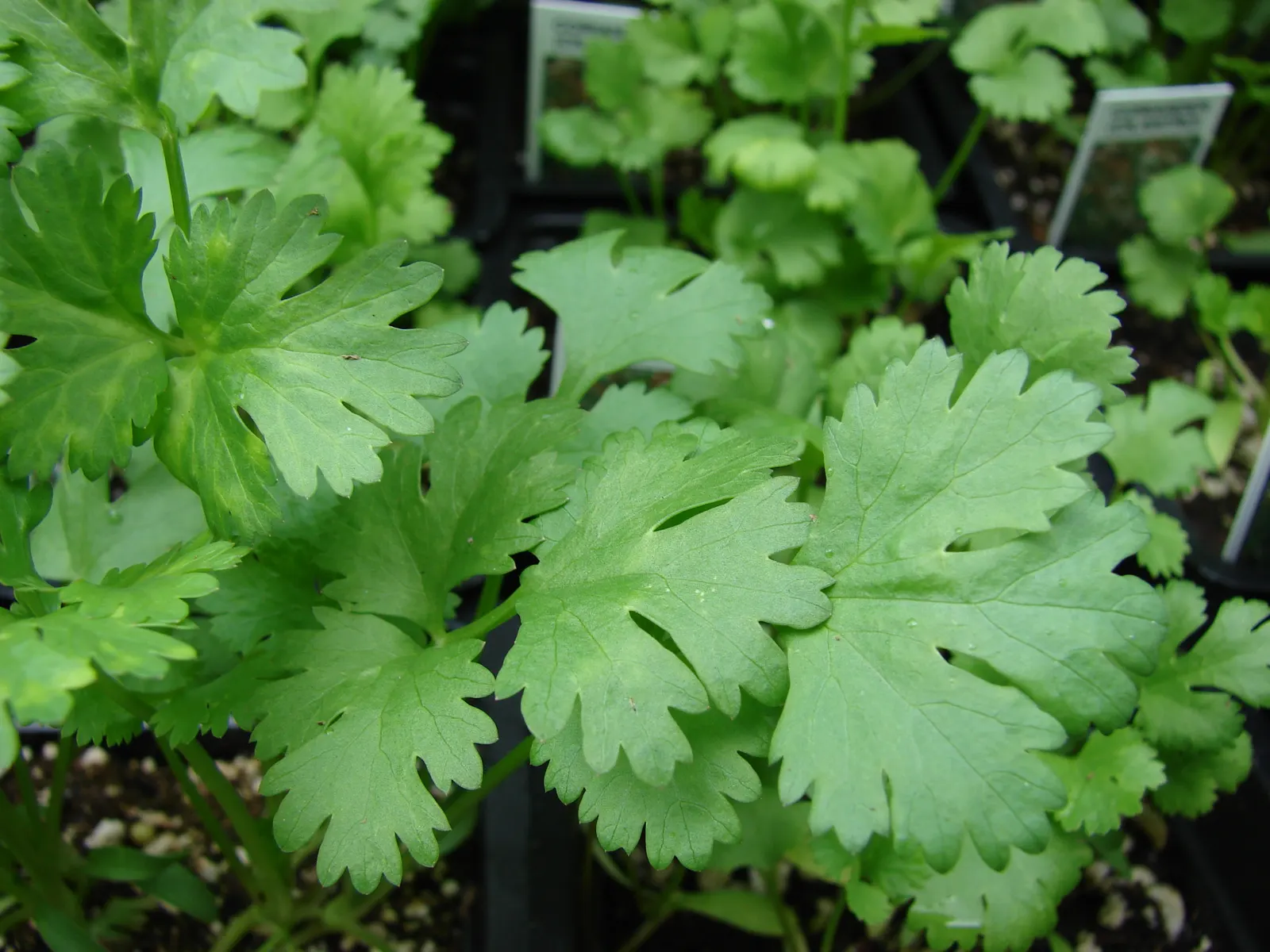 Cilantro (Coriandrum Sativum) — With delicate, lacy foliage and tiny white to pale pink flowers, it's a favorite in culinary gardens; annual / herb for full or