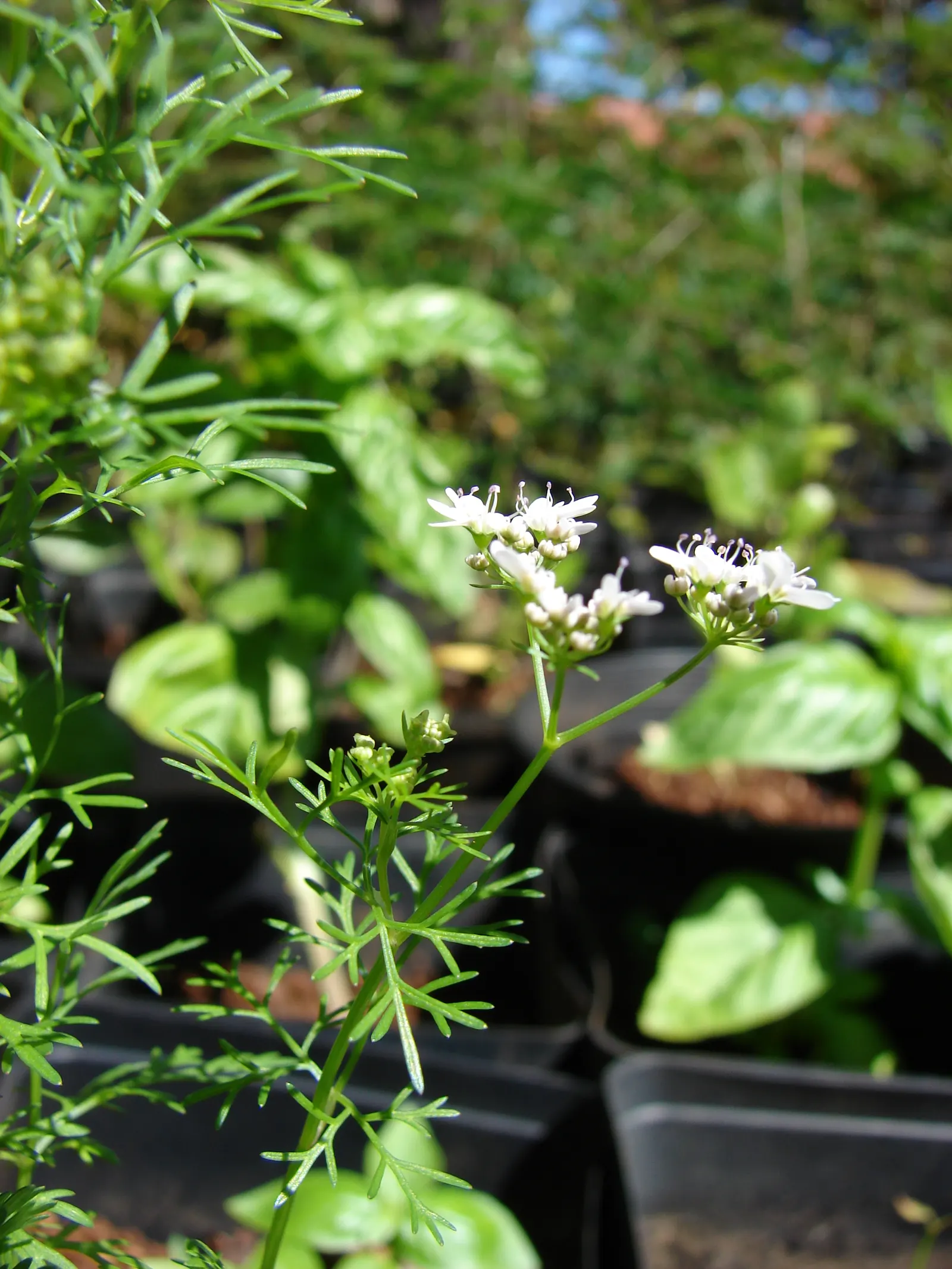 Cilantro (Coriandrum Sativum) — vibrant texture to the landscape, image 38