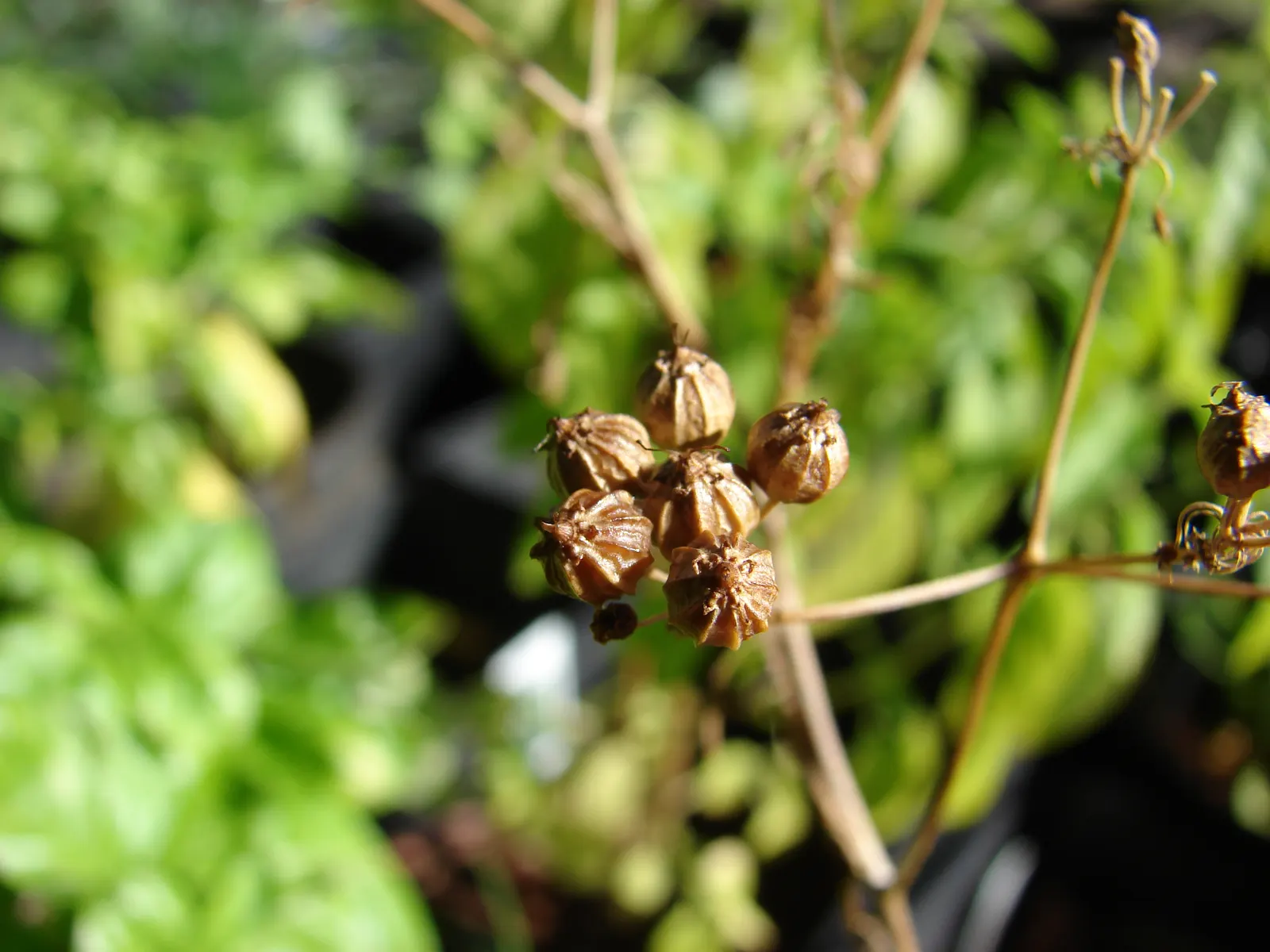 Cilantro (Coriandrum Sativum) — This herbaceous plant typically reaches a modest height of 1.5 to 2 feet; which can be harvested and used as a, image 85