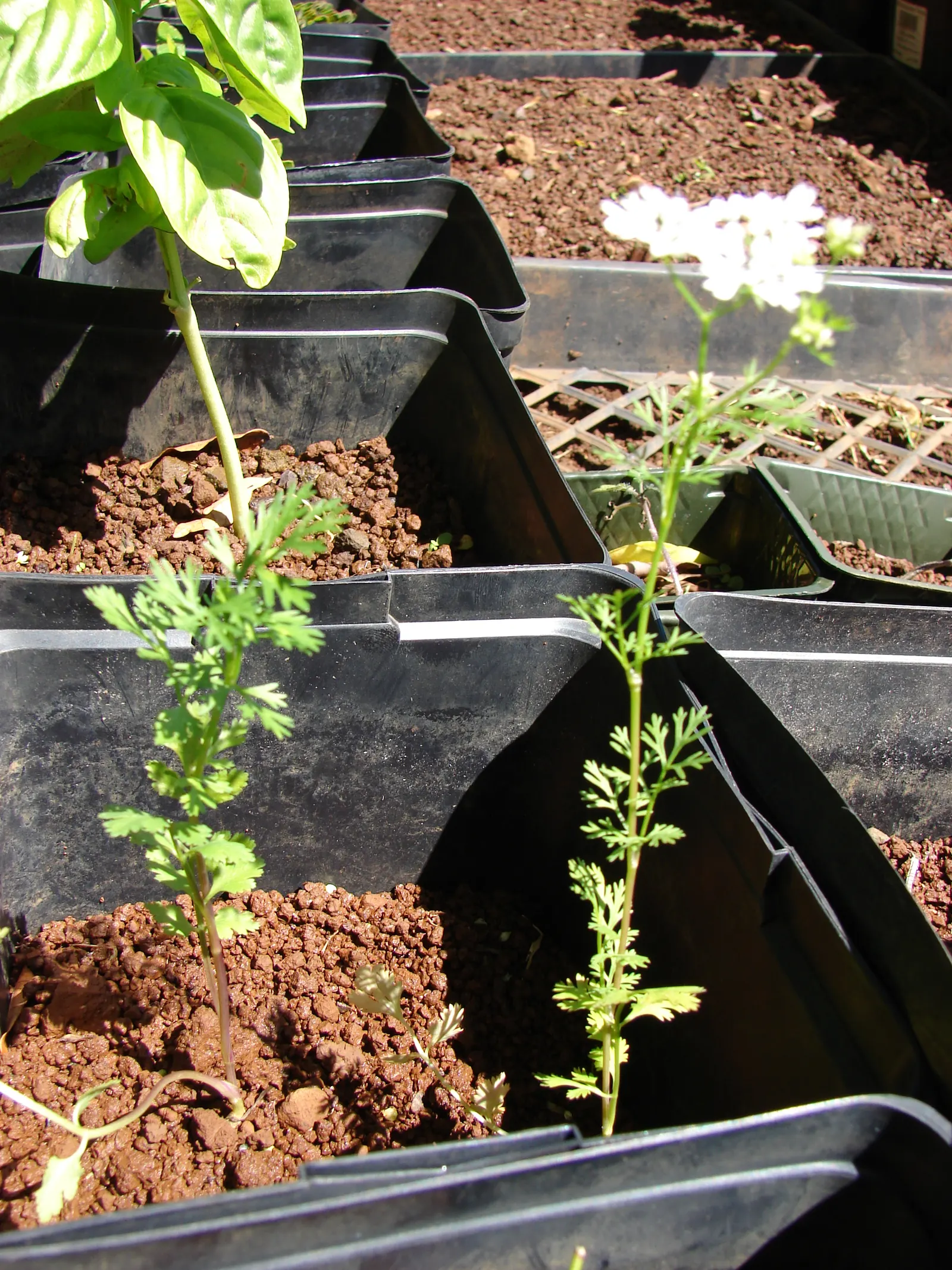 Cilantro (Coriandrum Sativum) — is a versatile annual herb in the Apiaceae family; it prefers full sun to partial shade, thriving in well-drained soil
