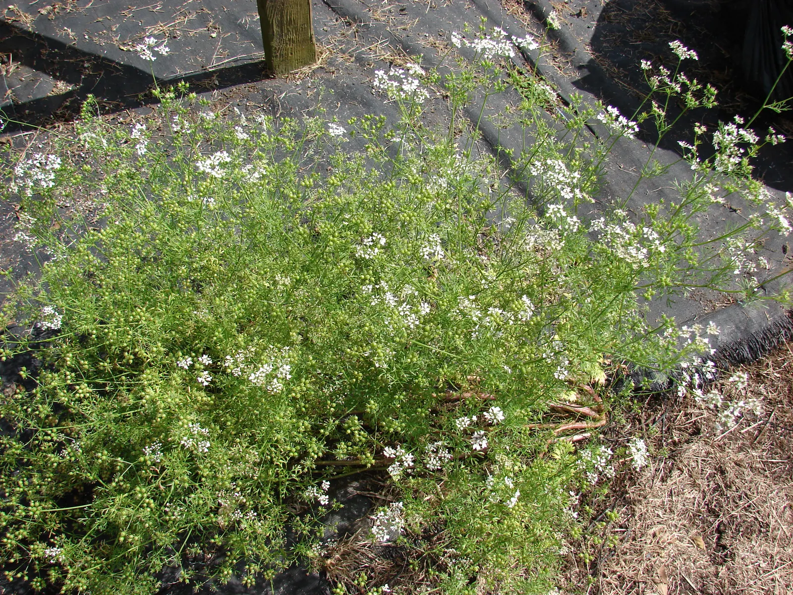 Cilantro (Coriandrum Sativum) — which can be harvested and used as a spice.<br><br>For optimal growth