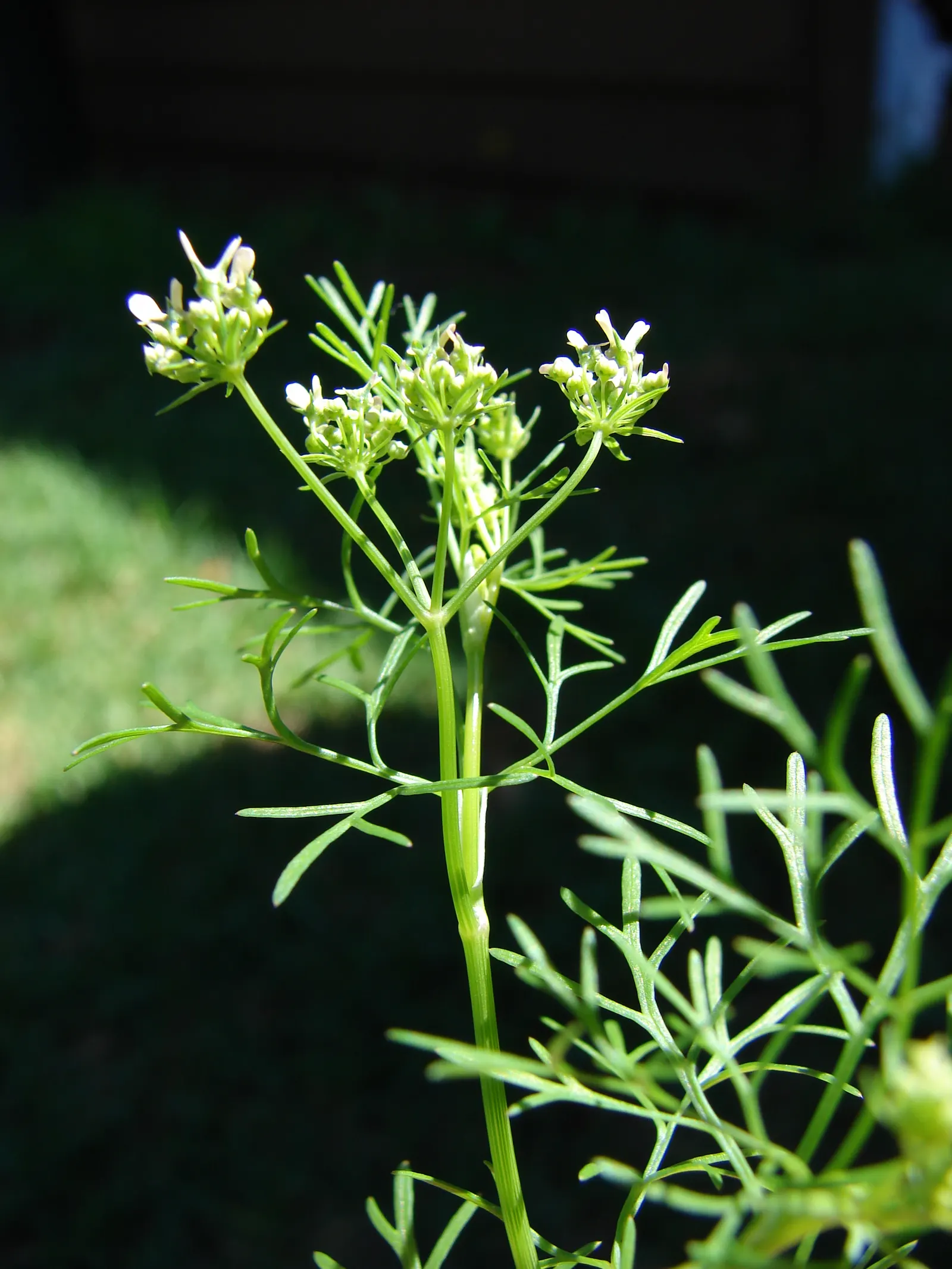 Cilantro (Coriandrum Sativum) — annual / herb for full or half; regular watering to maintain evenly moist soil will ensure healthy foliage, image 75