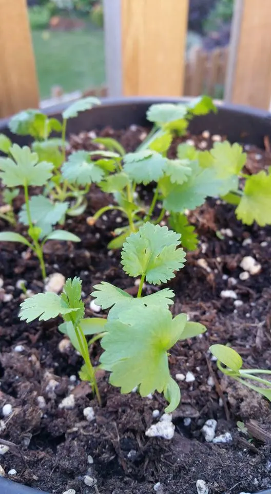 Cilantro (Coriandrum Sativum) — annual / herb for full or half; regular watering to maintain evenly moist soil will ensure healthy foliage