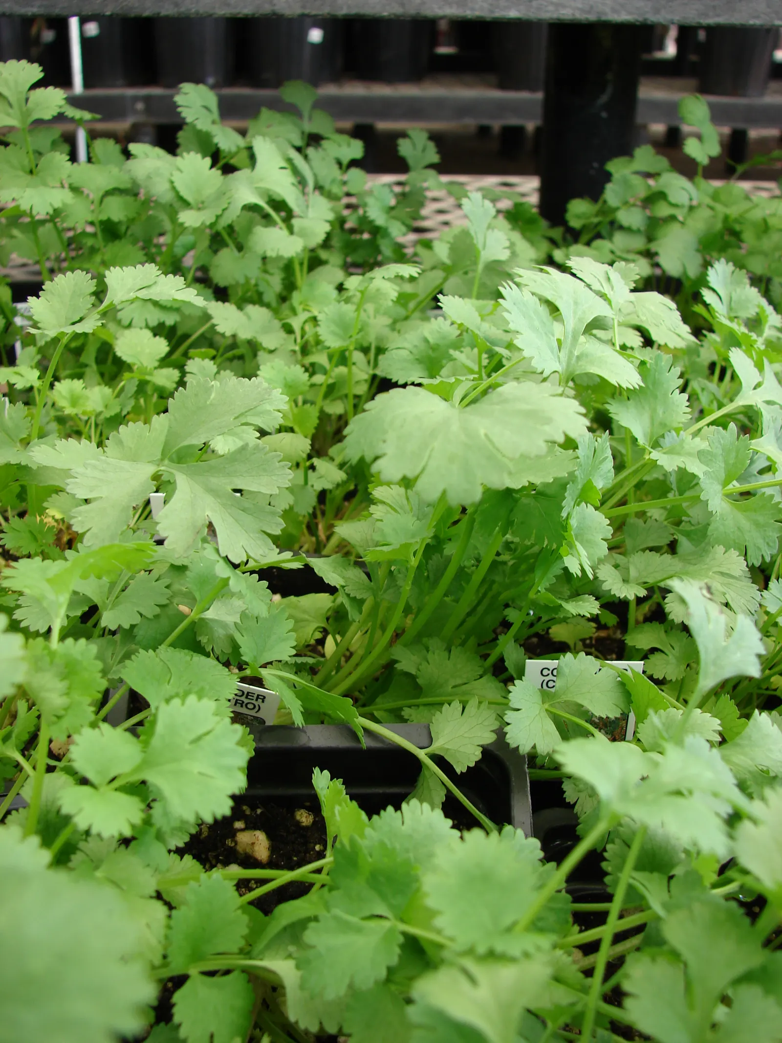 Cilantro (Coriandrum Sativum) — which can be an alluring sight for pollinators like bees and butterflies