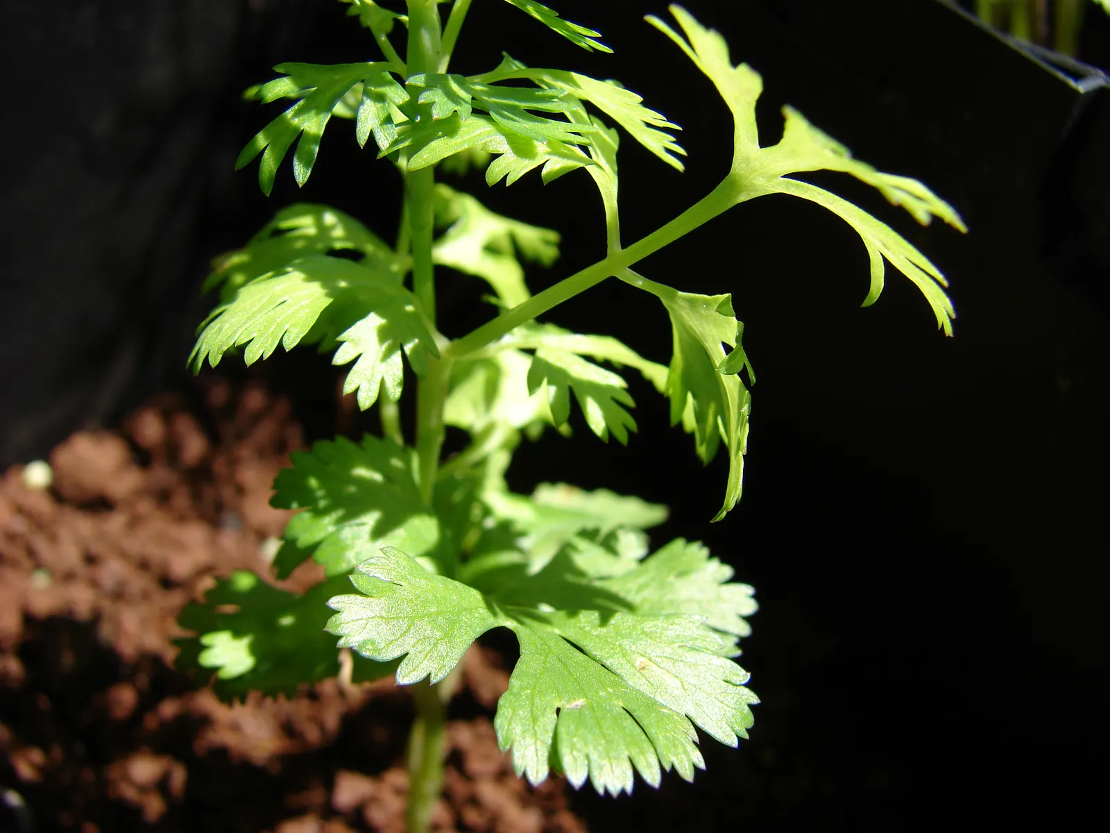 Cilantro (Coriandrum Sativum) — white to pale pink flowers in umbels; it thrives in temperatures ranging between 50°F to 85°F, image 64
