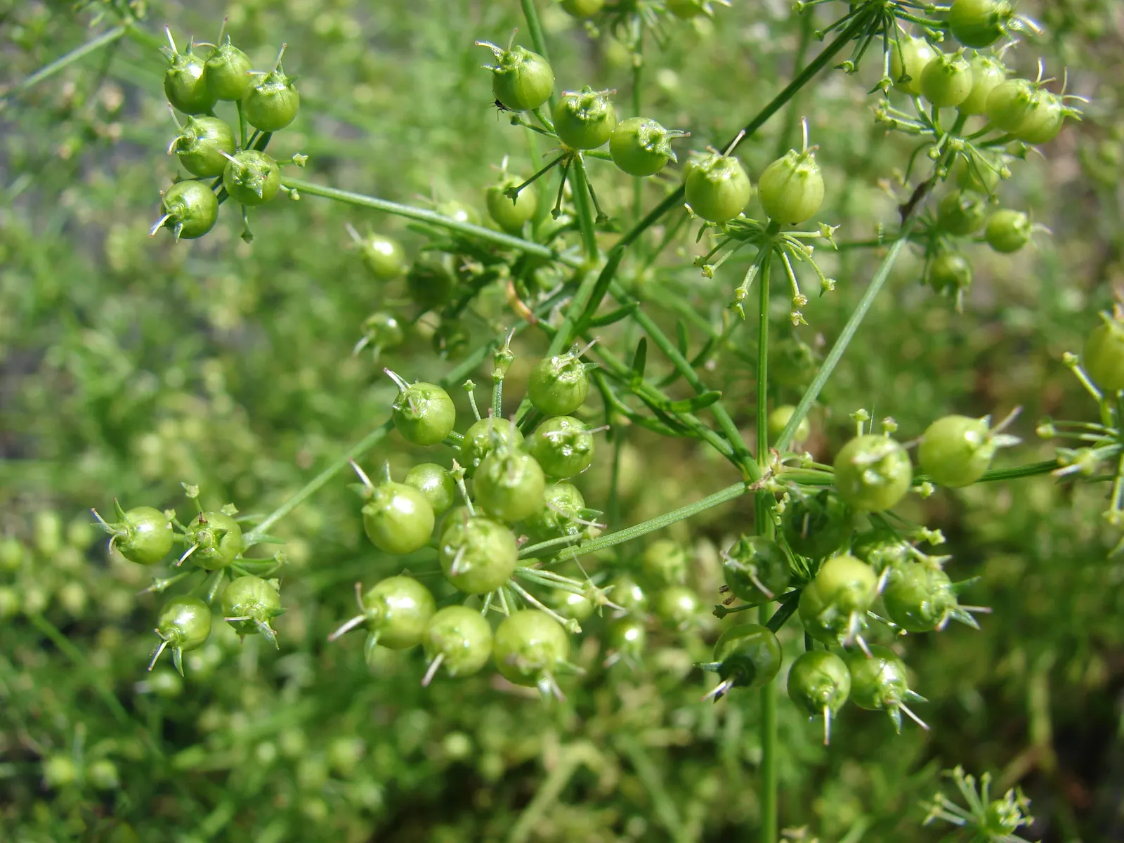 Cilantro (Coriandrum Sativum) — is esteemed for its pungent