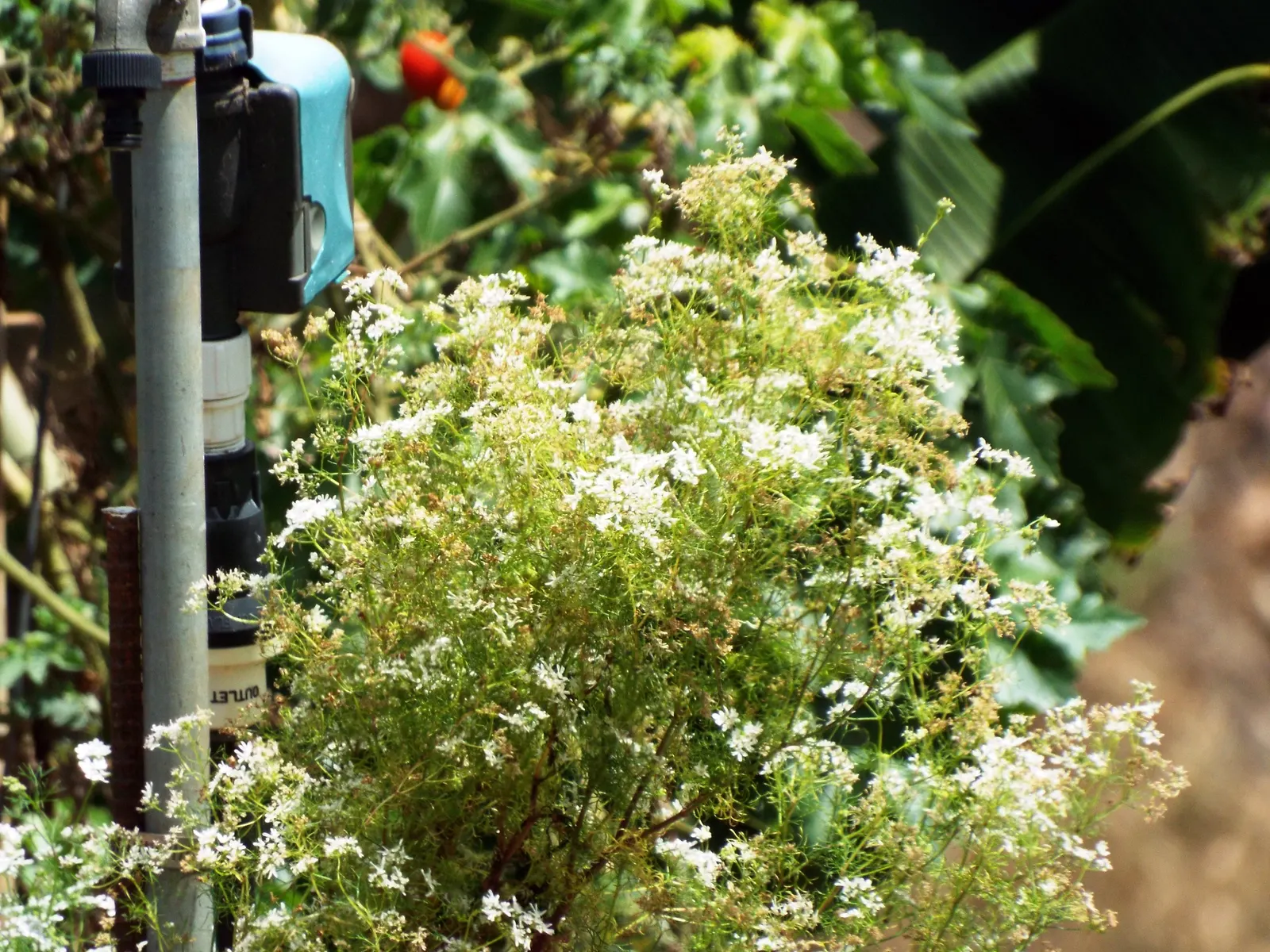 Cilantro (Coriandrum Sativum) — This herbaceous plant typically reaches a modest height of 1.5 to 2 feet