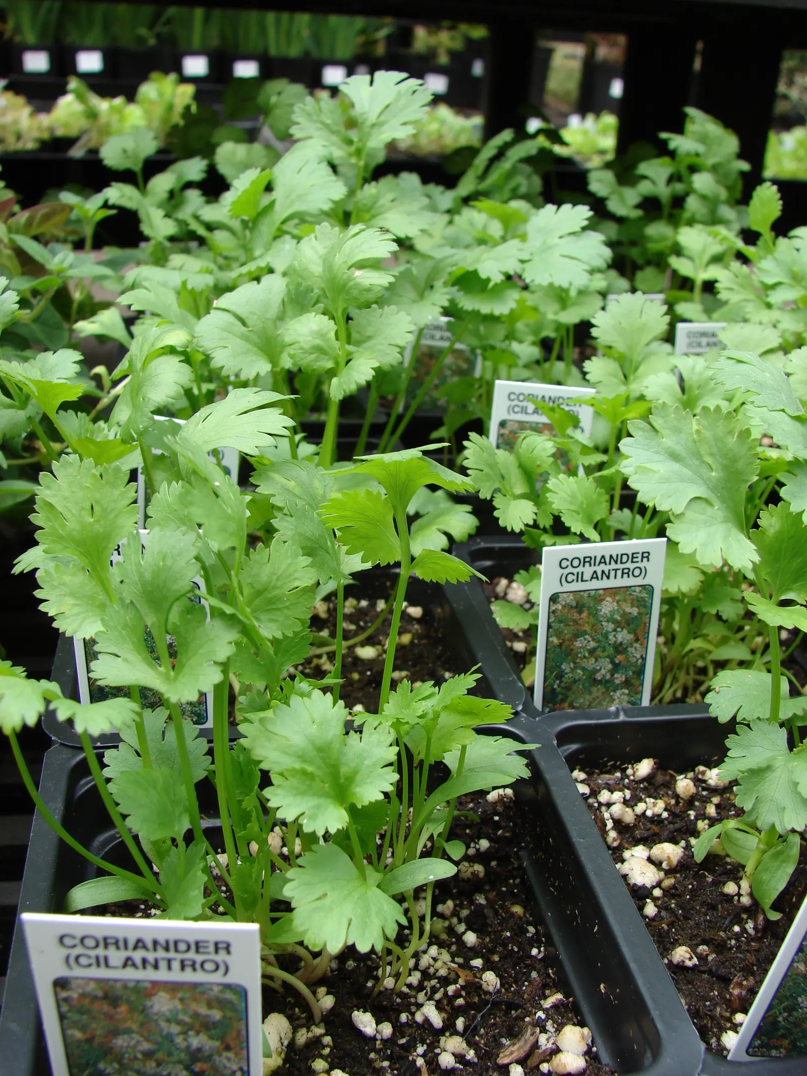 Cilantro (Coriandrum Sativum) — It prefers full sun to partial shade, thriving in well-drained soil