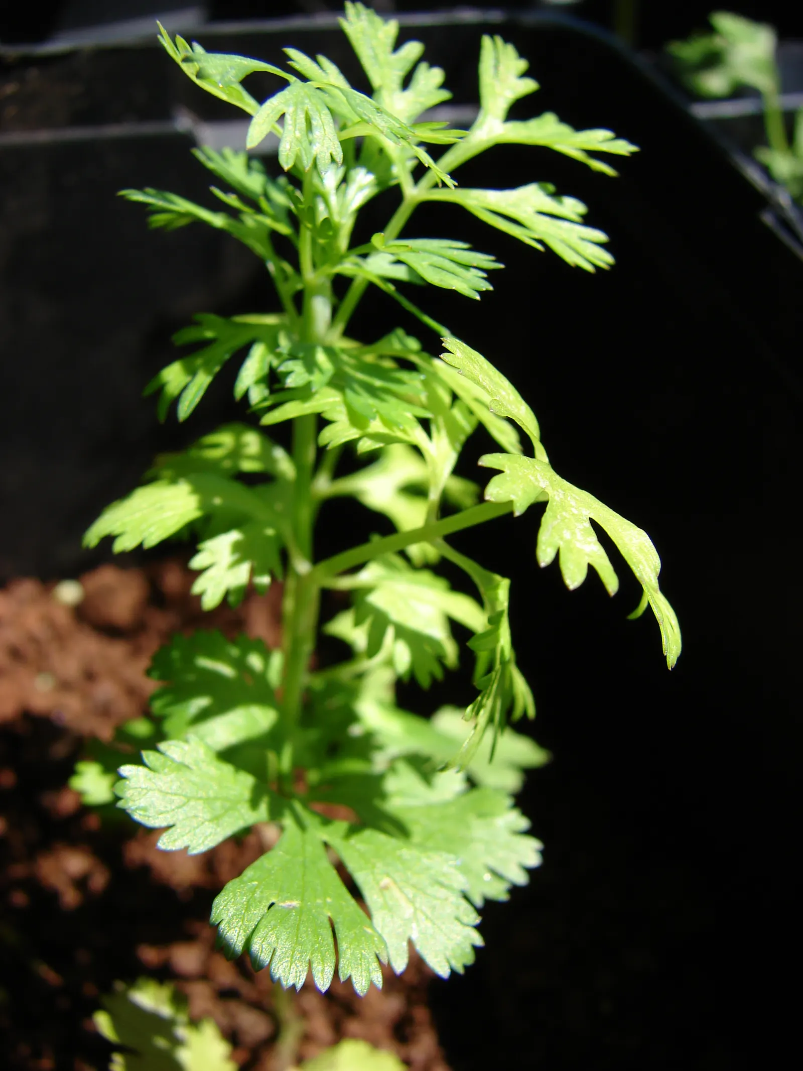 Cilantro (Coriandrum Sativum) — vibrant texture to the landscape, image 63