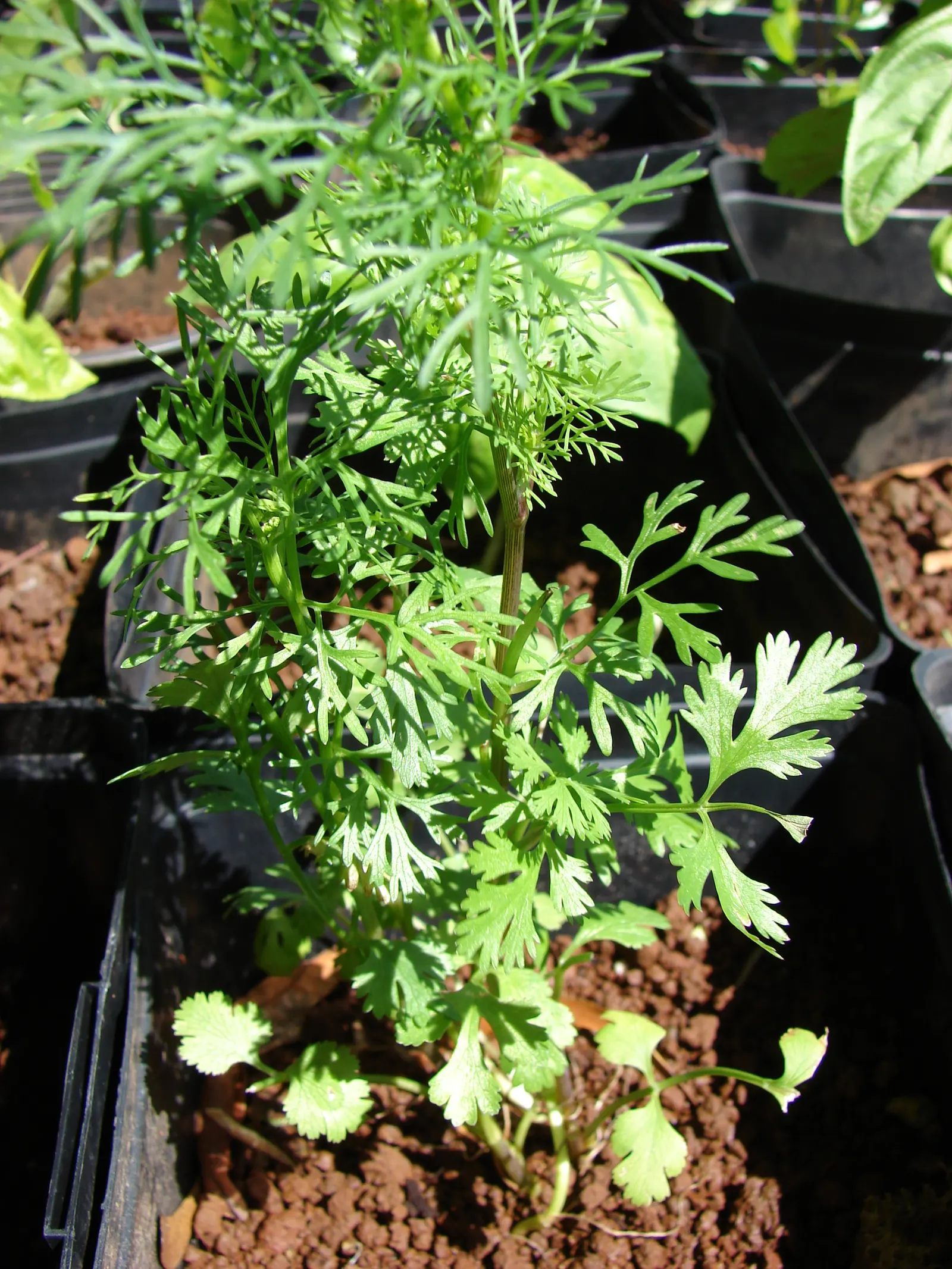Cilantro (Coriandrum Sativum) — white flowers in the garden; is a versatile annual herb in the Apiaceae family