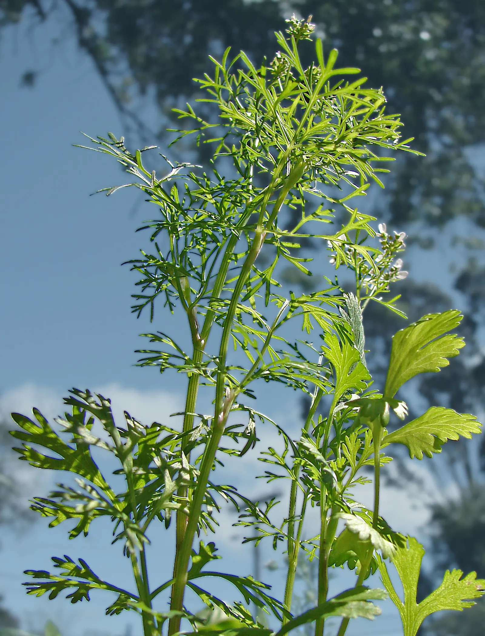 Cilantro (Coriandrum Sativum) — often spanning 6-12 inches in width and height; with a spread of approximately 6 to 9 inches, image 77