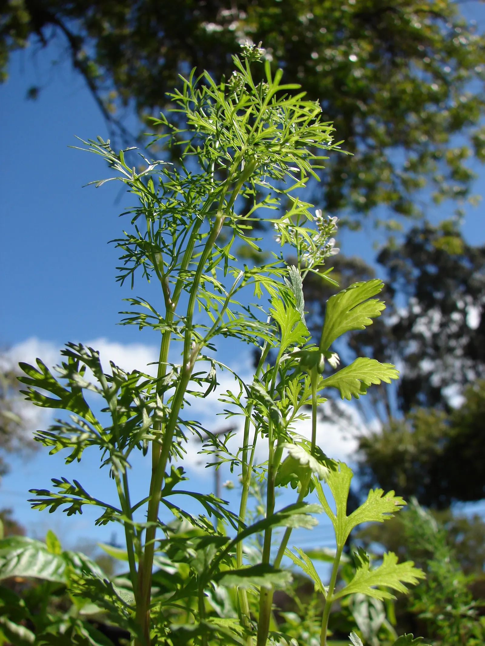 Cilantro (Coriandrum Sativum) — Space plants approximately 3-4 inches apart; commonly known as cilantro or coriander