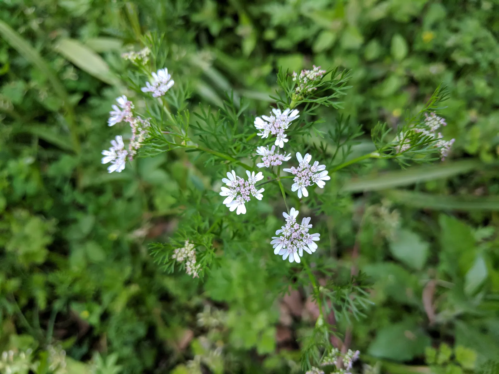 Cilantro (Coriandrum Sativum) — celebrated for its flavorful leaves and seeds which provide a culinary zest to various dishes; this herbaceous plant typically