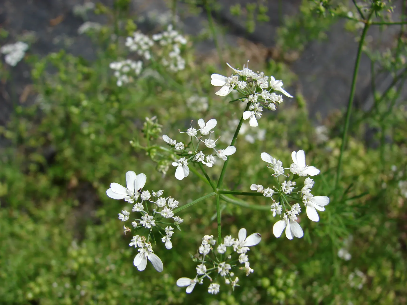 Cilantro (Coriandrum Sativum) — with a spread of approximately 6 to 9 inches; annual / herb with white blooms, image 61