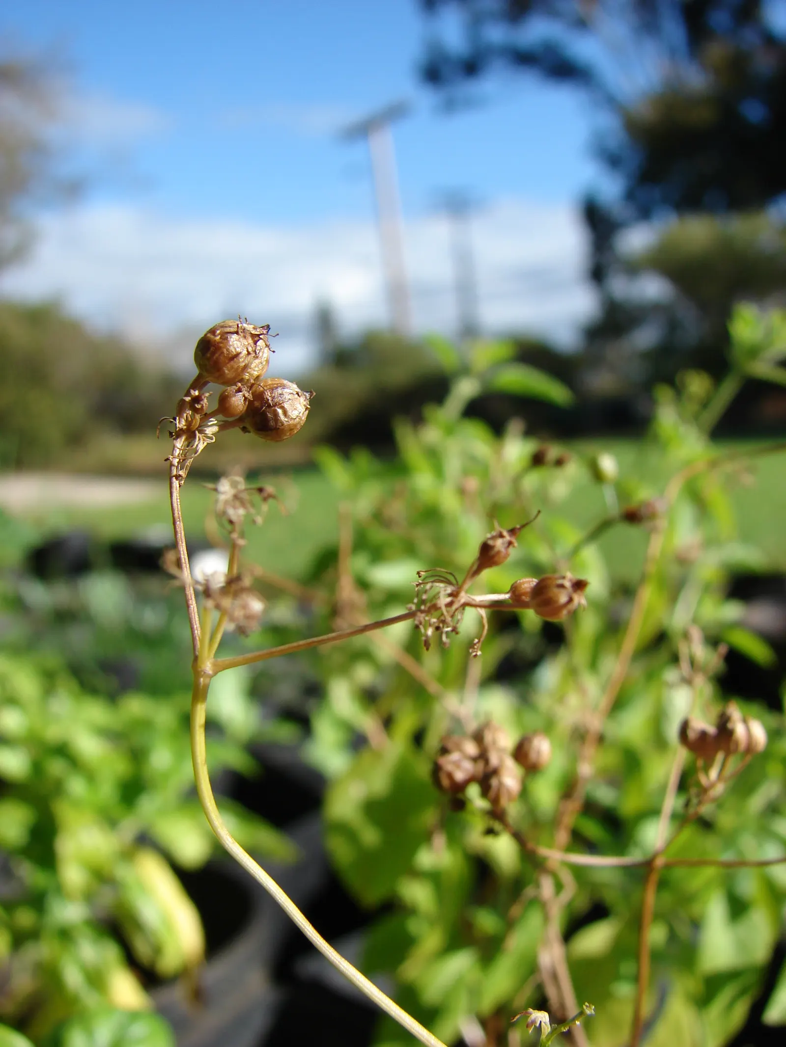 Cilantro (Coriandrum Sativum) — It prefers full sun to partial shade, thriving in well-drained soil; cilantro requires a sunny location with, image 53