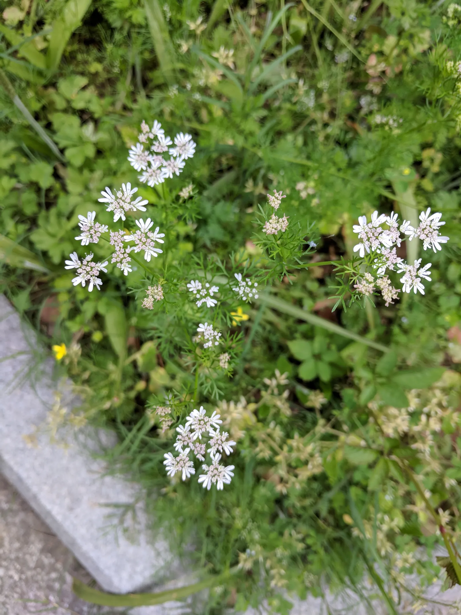 Cilantro (Coriandrum Sativum) — celebrated for its flavorful leaves and seeds which provide a culinary zest to various dishes; this herbaceous, image 59