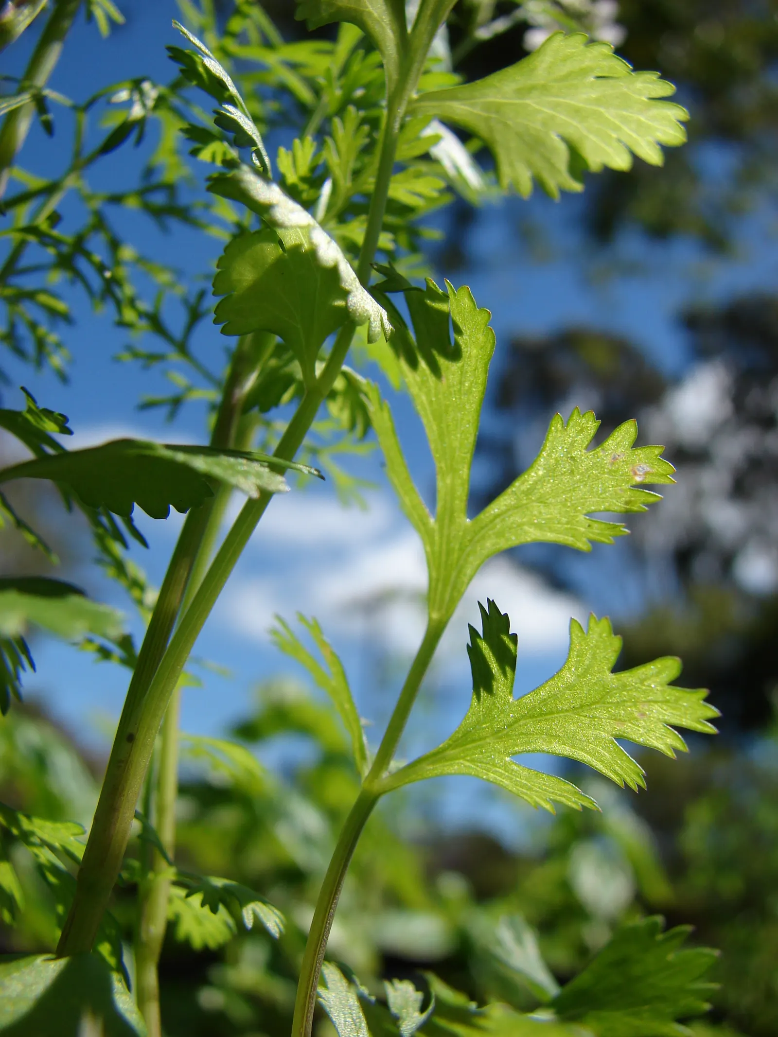 Cilantro (Coriandrum Sativum) — With delicate, lacy foliage and tiny white to pale pink flowers, it's a favorite in culinary gardens; annual / herb, image 54