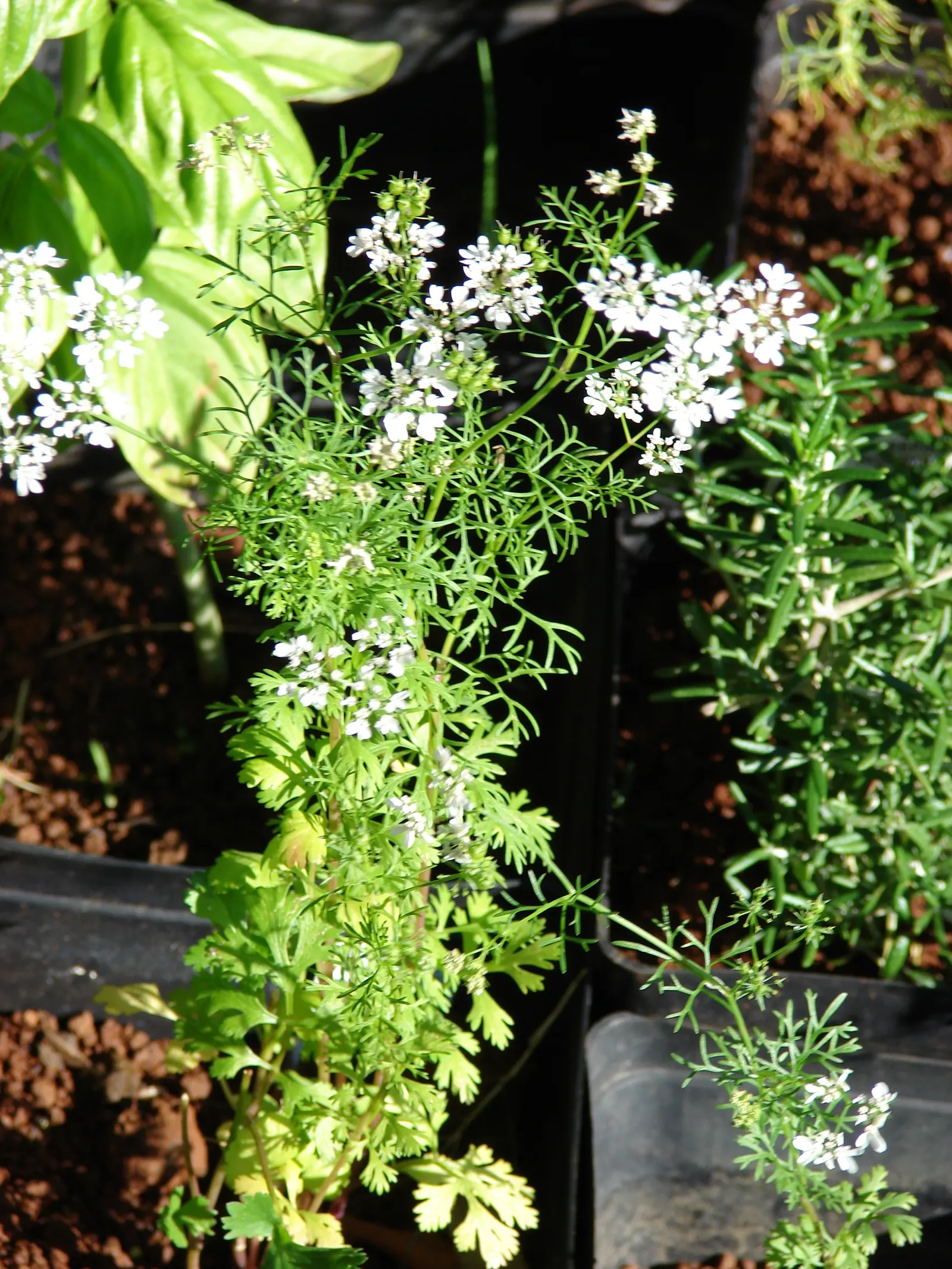Cilantro (Coriandrum Sativum) — which can be harvested and used as a spice.<br><br>For optimal growth; it will set coriander seeds, image 67