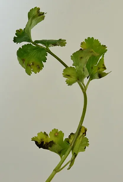 Cilantro (Coriandrum Sativum) — Space plants approximately 3-4 inches apart; commonly known as cilantro or coriander, image 55