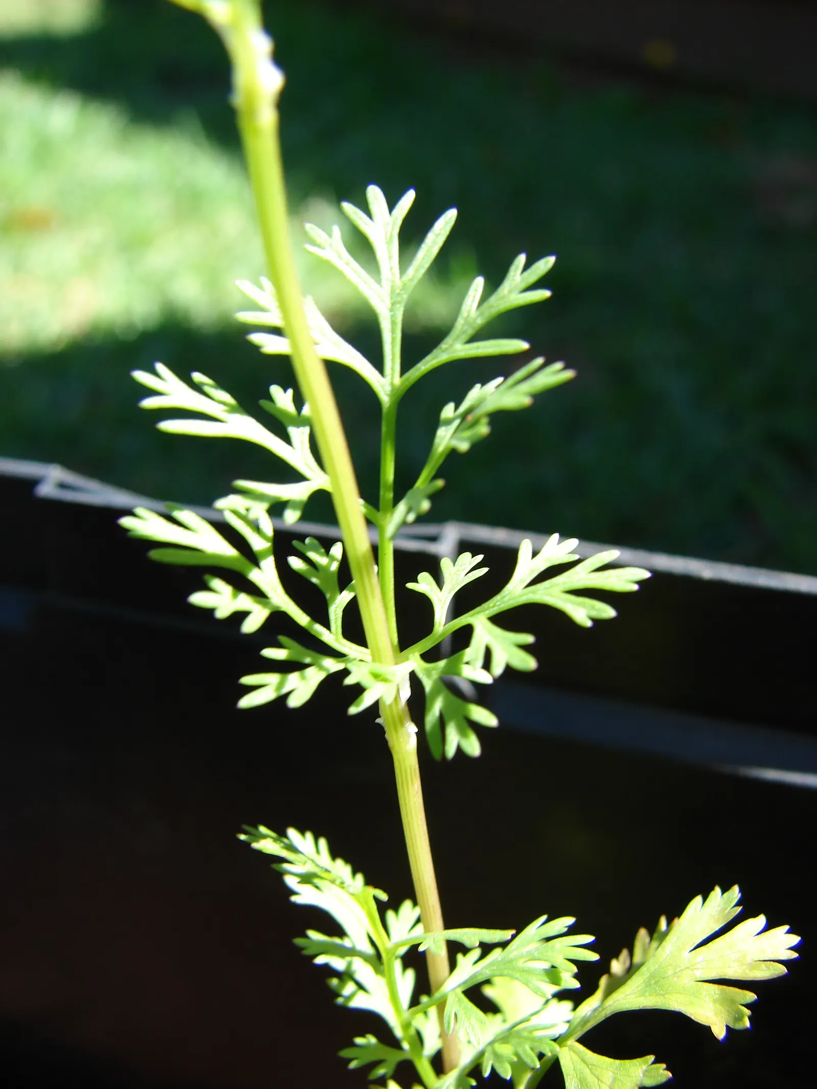 Cilantro (Coriandrum Sativum) — often spanning 6-12 inches in width and height