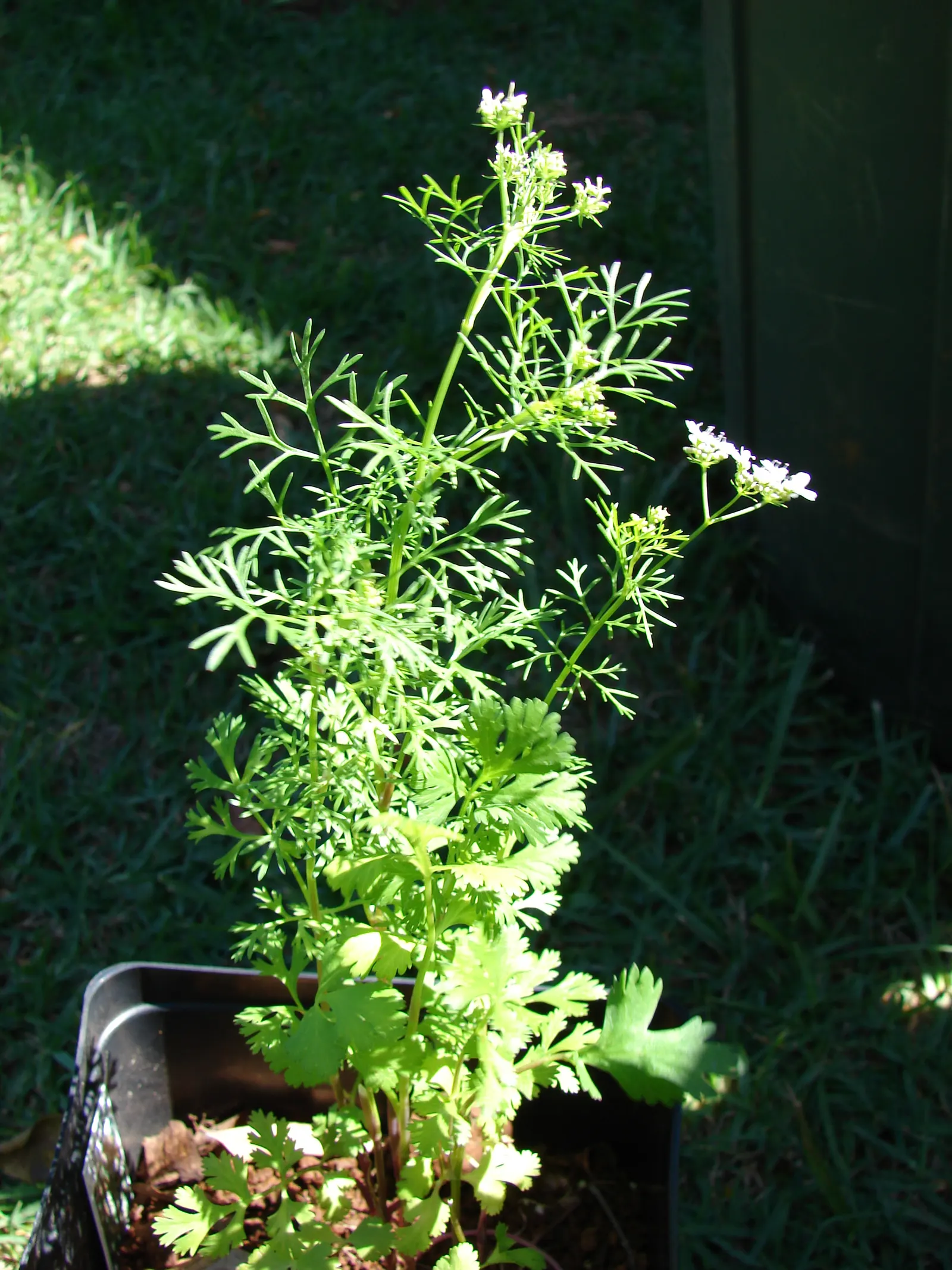 Cilantro (Coriandrum Sativum) — making it a favorable selection for most temperate regions; though it can tolerate light shade, image 71