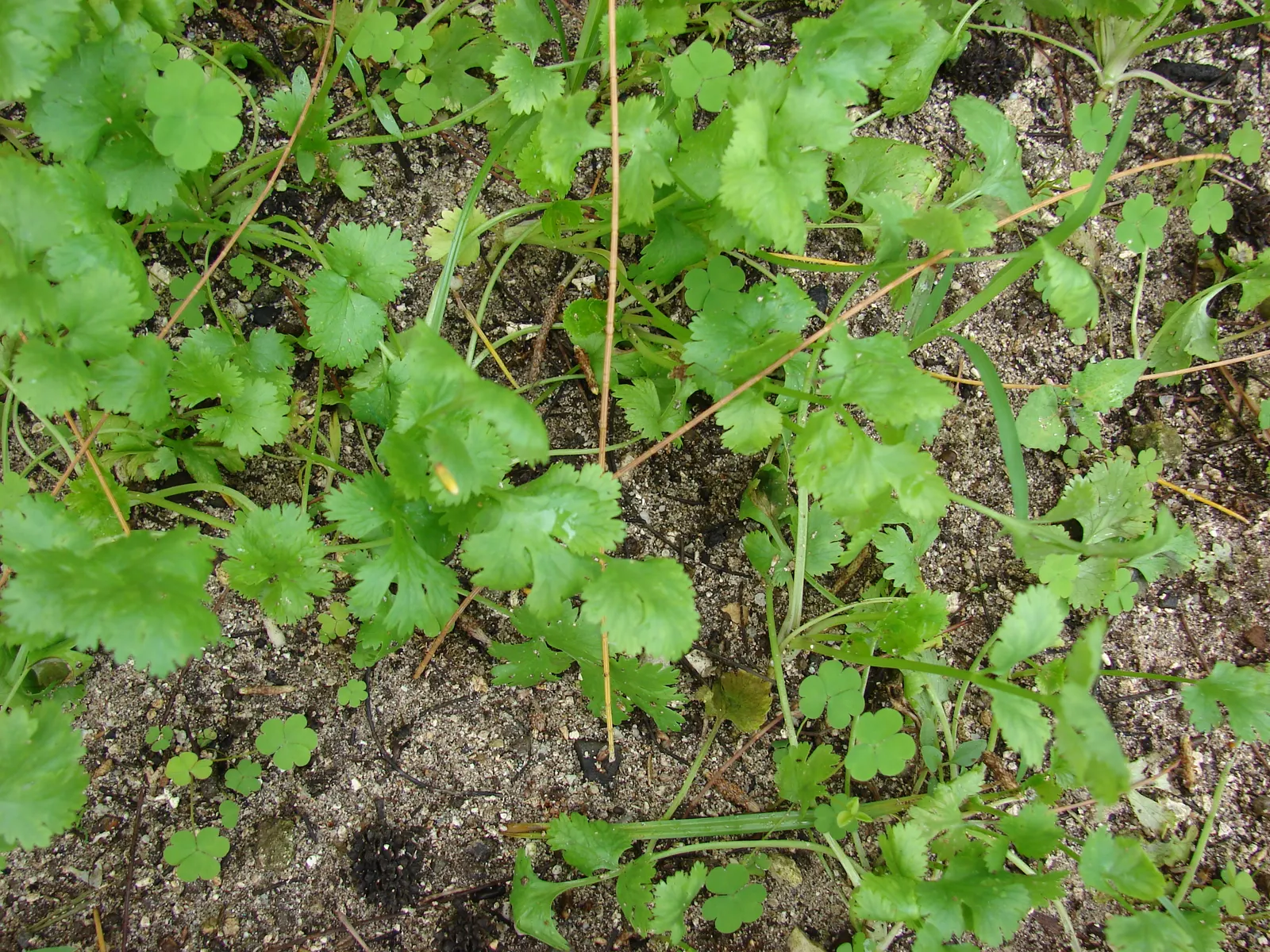 Cilantro (Coriandrum Sativum) — It prefers full sun to partial shade, thriving in well-drained soil; cilantro requires a sunny location with, image 78