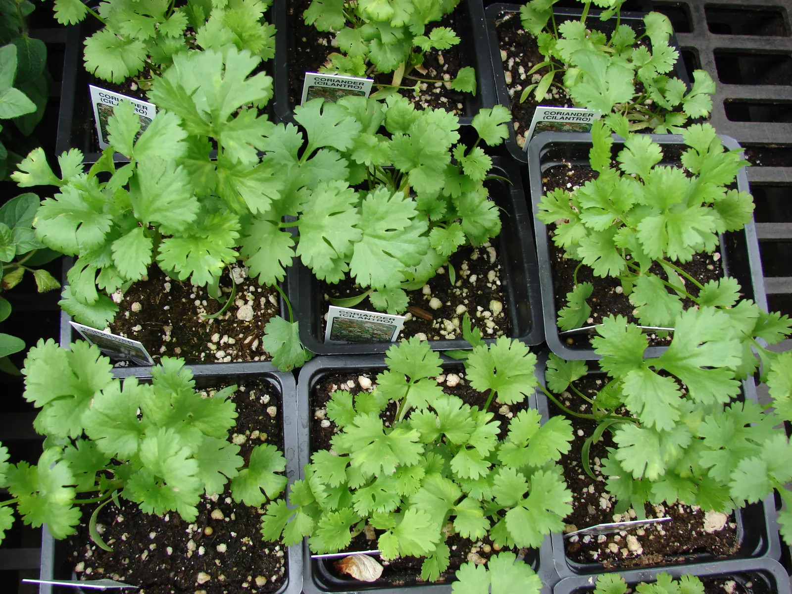 Cilantro (Coriandrum Sativum) — vibrant texture to the landscape