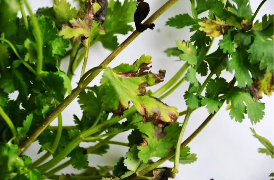 Cilantro (Coriandrum Sativum) — with a spread of approximately 6 to 9 inches; annual / herb with white blooms