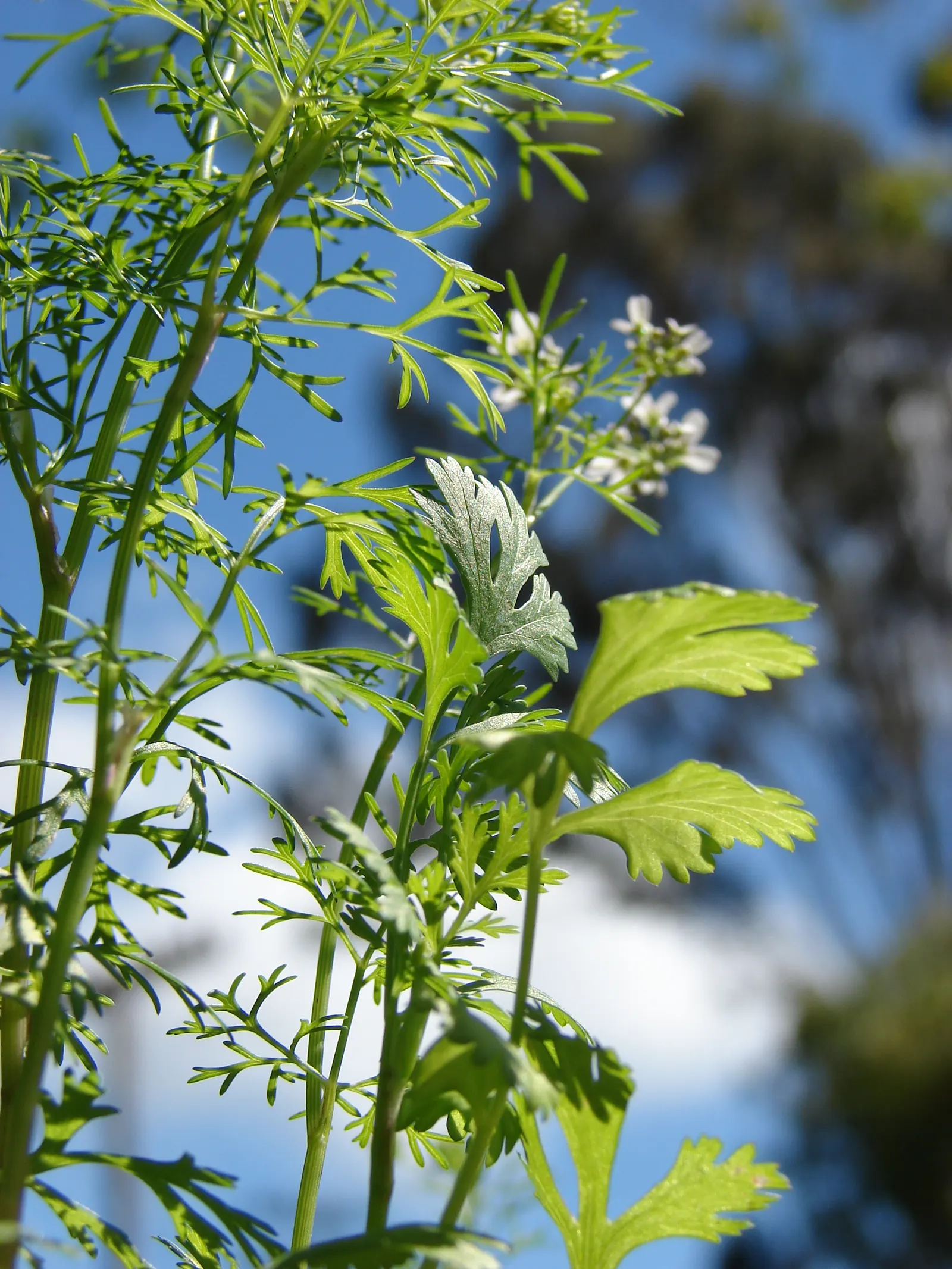 Cilantro (Coriandrum Sativum) — though it can tolerate light shade; space plants approximately 3-4 inches apart, image 69