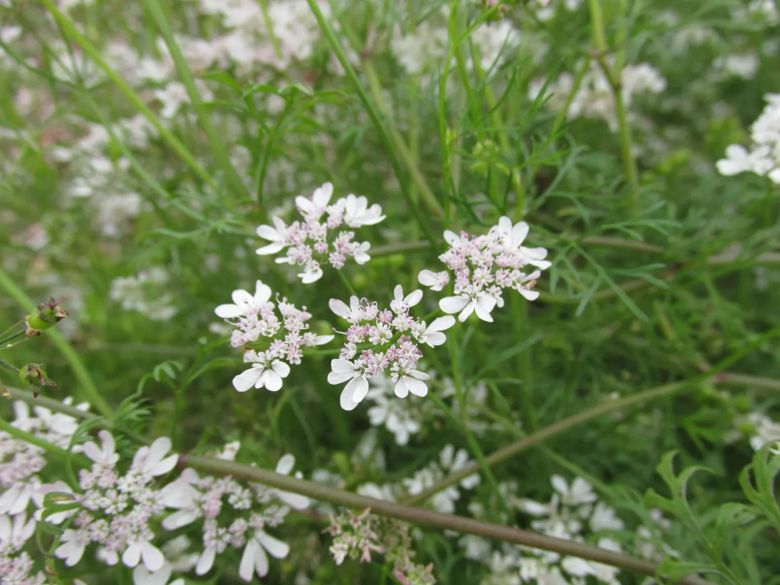 Cilantro (Coriandrum Sativum) — commonly known as cilantro or coriander; making it a favorable selection for most temperate regions, image 82