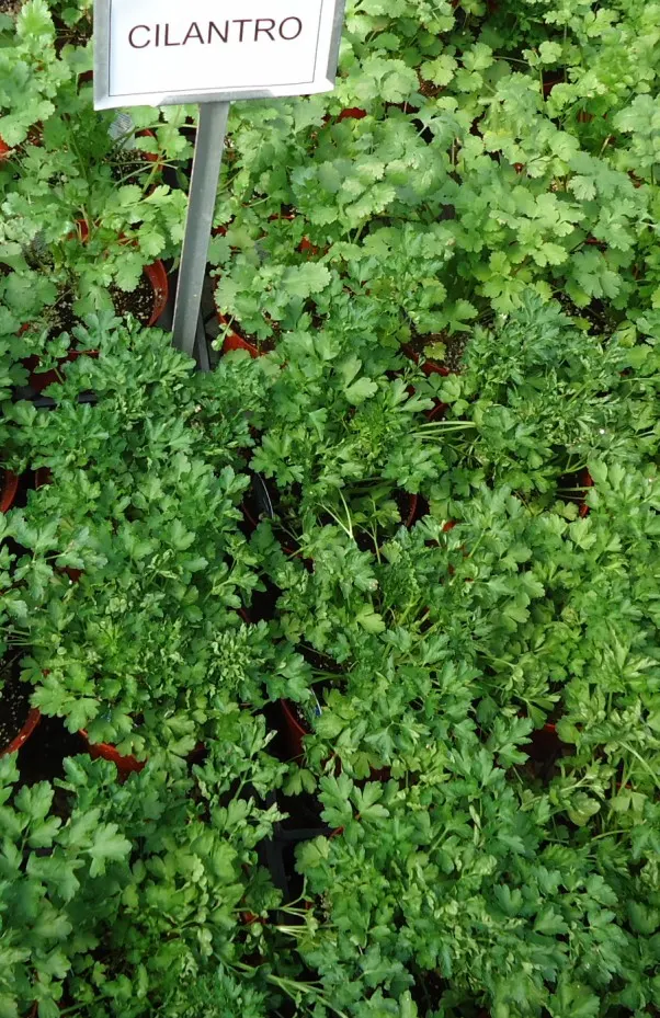 Cilantro (Coriandrum Sativum) — commonly known as cilantro or coriander; making it a favorable selection for most temperate regions, image 57