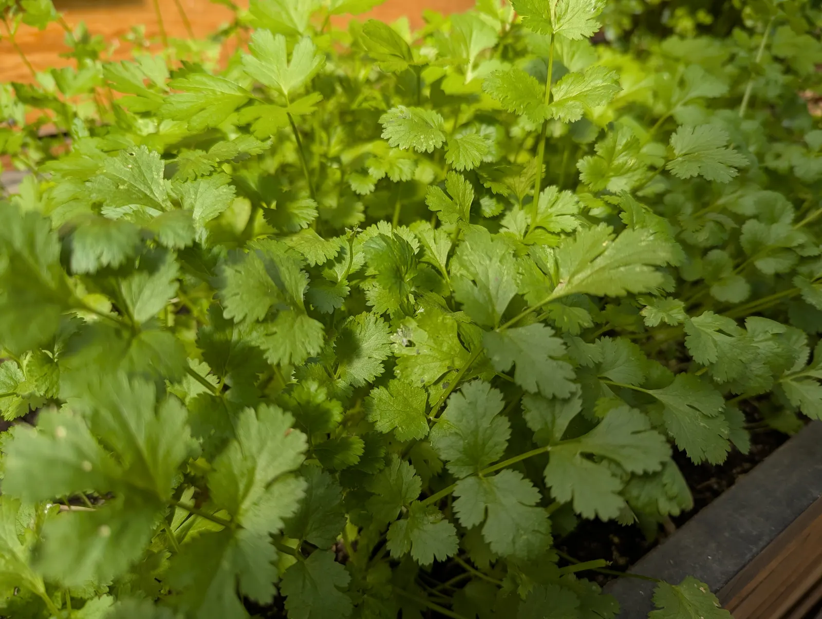 Cilantro (Coriandrum Sativum) — often spanning 6-12 inches in width and height; with a spread of approximately 6 to 9 inches, image 52