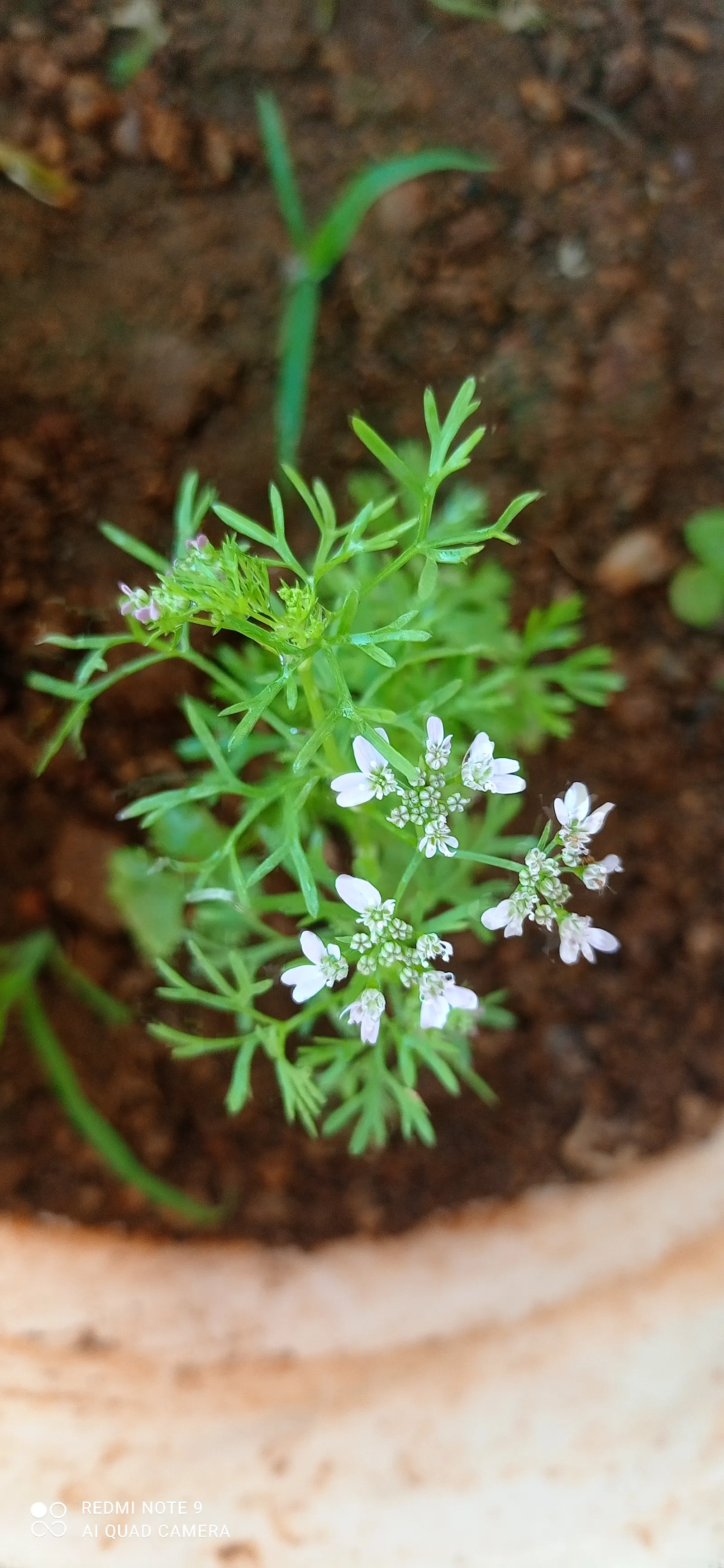 Cilantro (Coriandrum Sativum) — It thrives in temperatures ranging between 50&deg;F to 85&deg;F