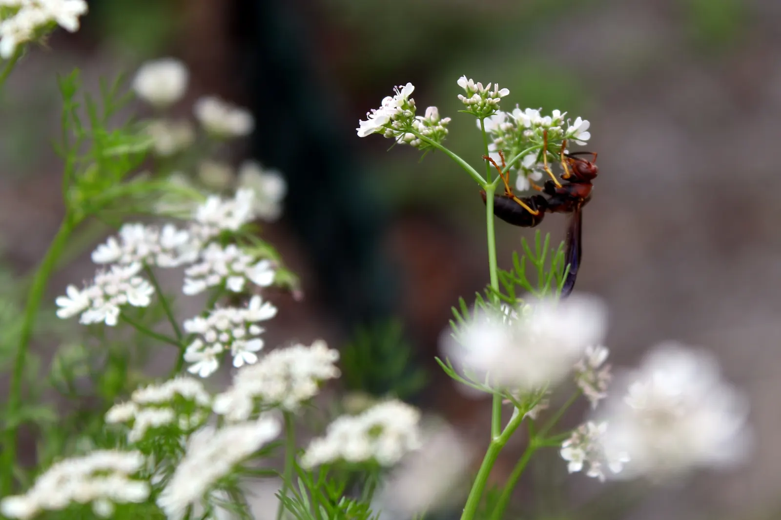 Cilantro (Coriandrum Sativum) — This herbaceous plant typically reaches a modest height of 1.5 to 2 feet; which can be harvested and used as a, image 60