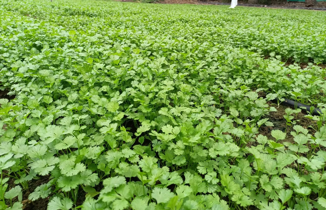 Cilantro (Coriandrum Sativum) — Regular watering to maintain evenly moist soil will ensure healthy foliage; is esteemed for its pungent