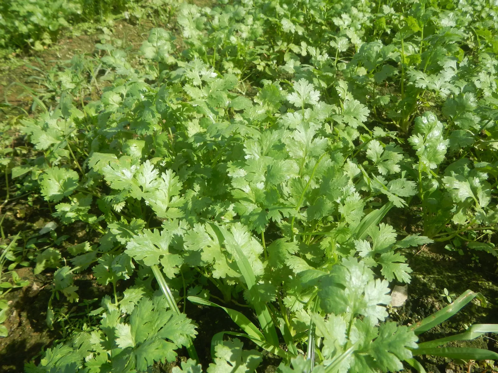Cilantro (Coriandrum Sativum) — Bolt-resistant varieties extend the harvest season in warmer climates