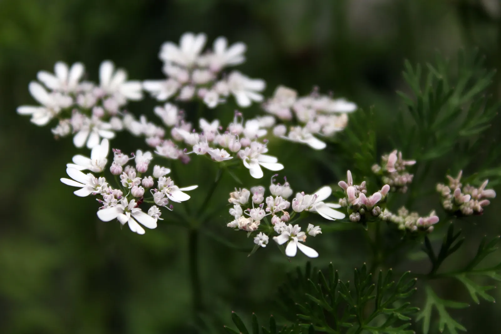 Cilantro (Coriandrum Sativum) — it will set coriander seeds; celebrated for its flavorful leaves and seeds which provide a culinary zest to various dishes