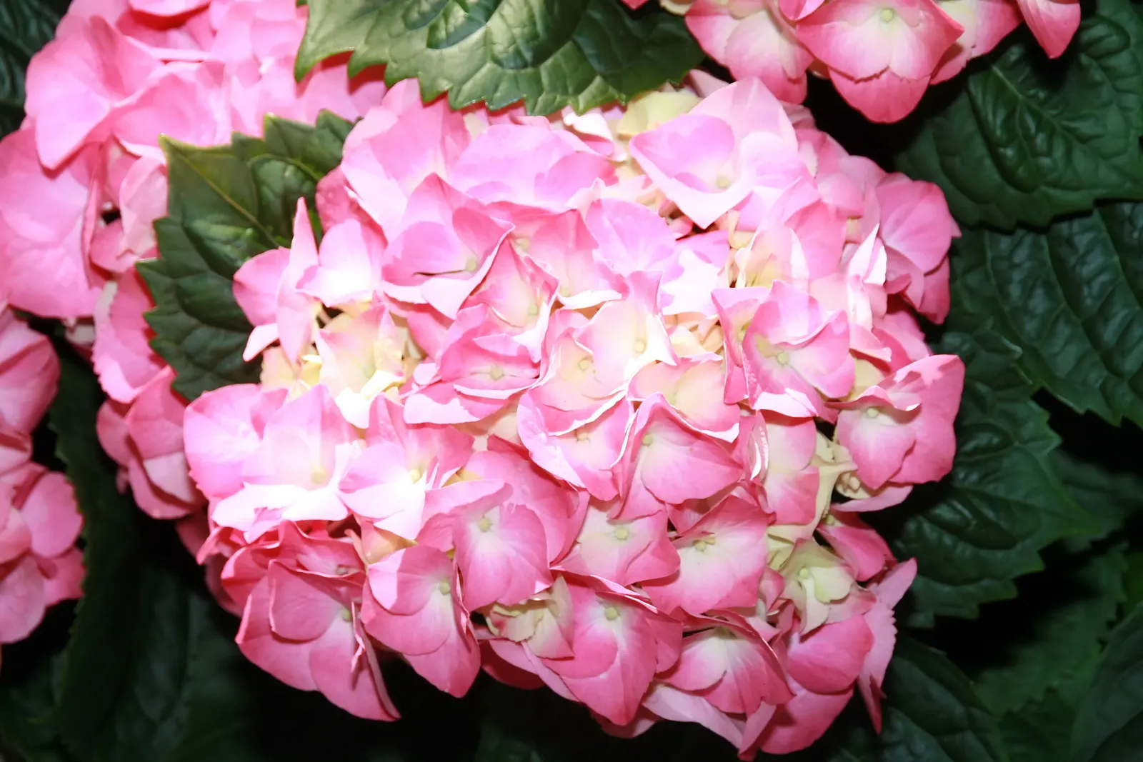 Original Bigleaf Hydrangea (Hydrangea Macrophylla 'Bailmer') — This deciduous shrub reaches 3 to 5 feet in height and width; shrub for half or shade