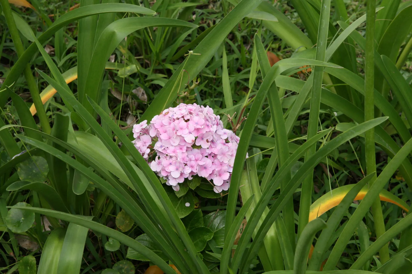 Original Bigleaf Hydrangea (Hydrangea Macrophylla 'Bailmer') — vibrant blooms up to 8 inches across that can be blue or pink depending on soil pH, image 38