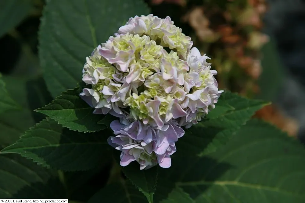 Original Bigleaf Hydrangea (Hydrangea Macrophylla 'Bailmer') — scientifically referred to as Hydrangea macrophylla 'Bailmer'; or as a dramatic focal point in a