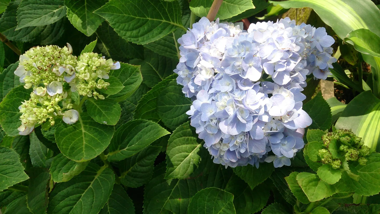 Original Bigleaf Hydrangea (Hydrangea Macrophylla 'Bailmer') — shrub with blue blooms; typically reaching a mature size of 3 to 6 feet in both height and spread