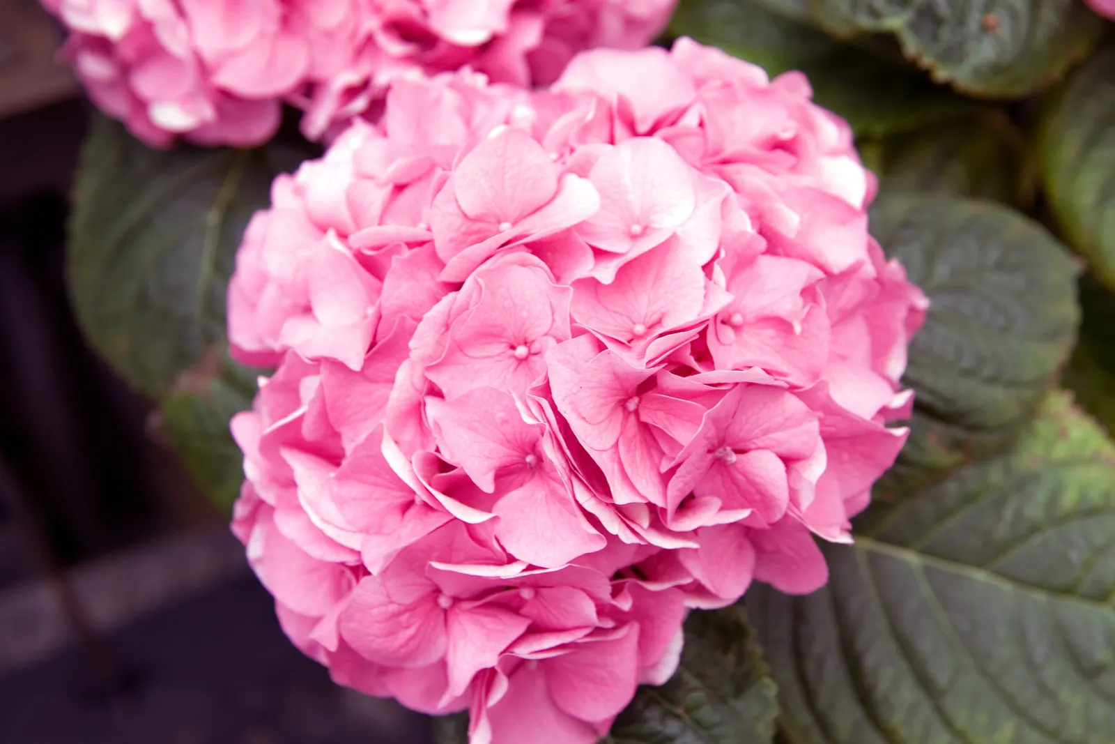 Original Bigleaf Hydrangea (Hydrangea Macrophylla 'Bailmer') — or as a dramatic focal point in a mixed shrub border