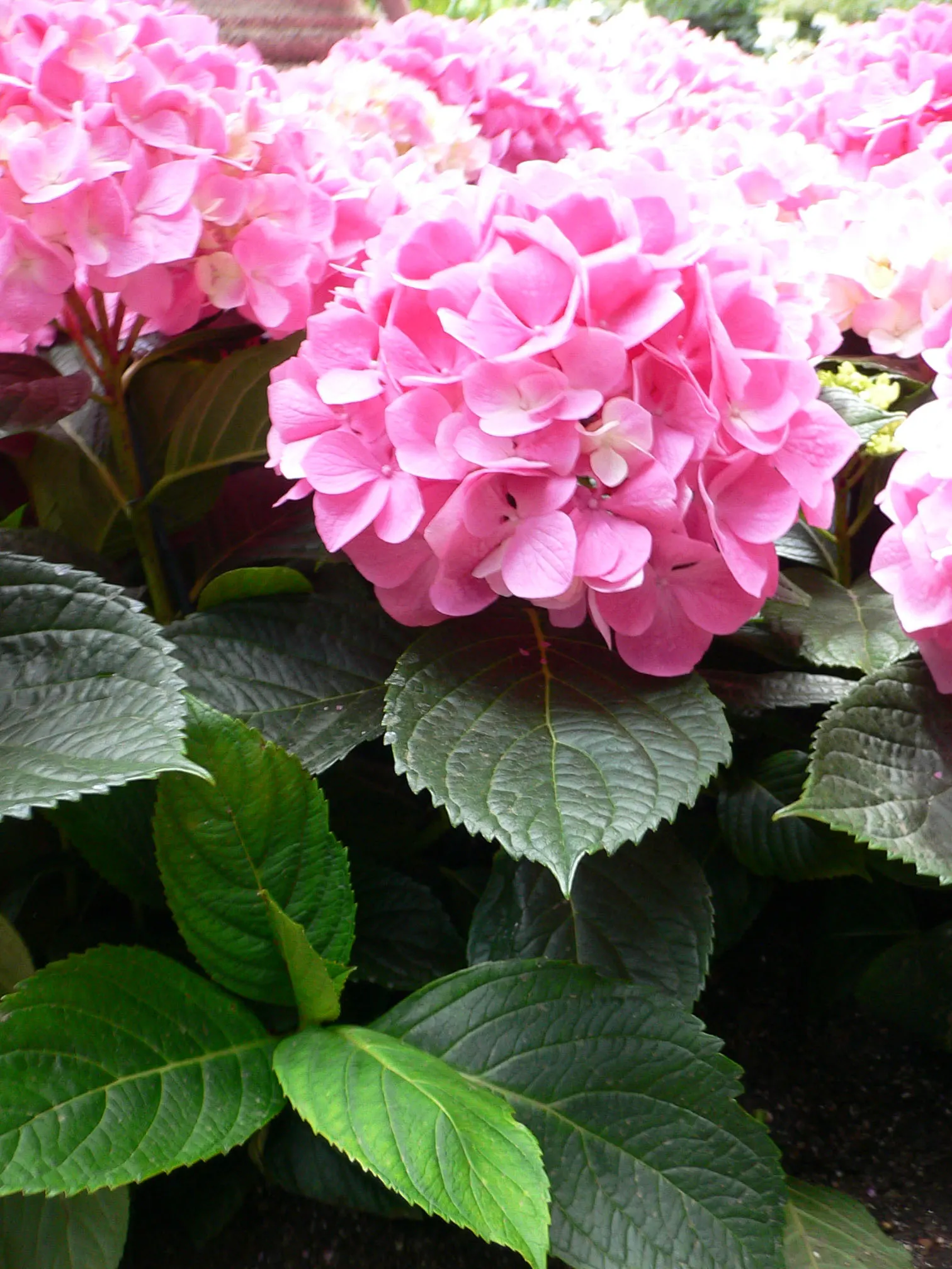 Original Bigleaf Hydrangea (Hydrangea Macrophylla 'Bailmer') — also known as Endless Summer Hydrangea