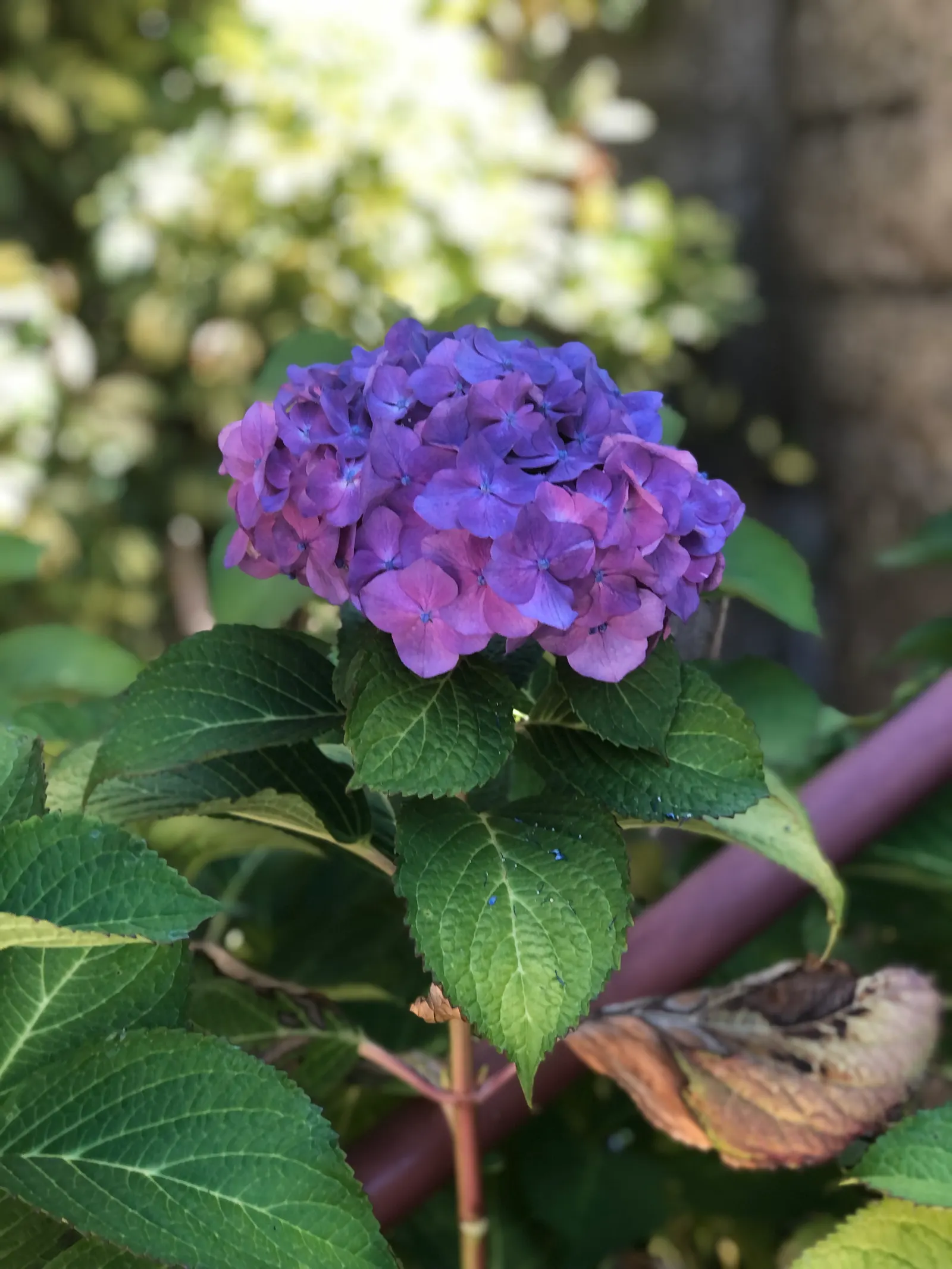 Original Bigleaf Hydrangea (Hydrangea Macrophylla 'Bailmer') — It thrives in moist, well-drained soil that is rich in organic matter; blue flowers in the garden