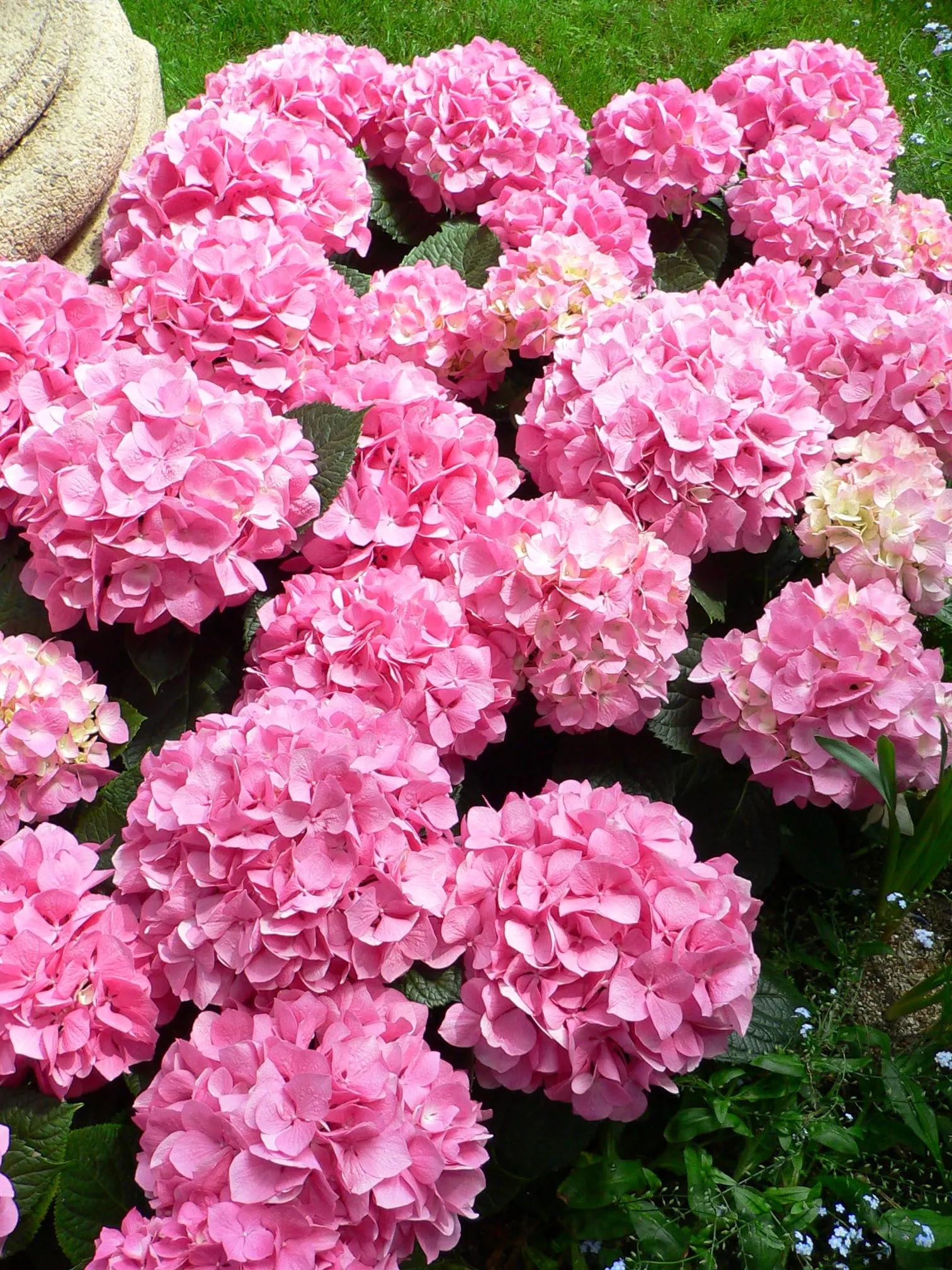 Original Bigleaf Hydrangea (Hydrangea Macrophylla 'Bailmer') — thriving in partial to full shade with well-drained; this particular cultivar showcases robust