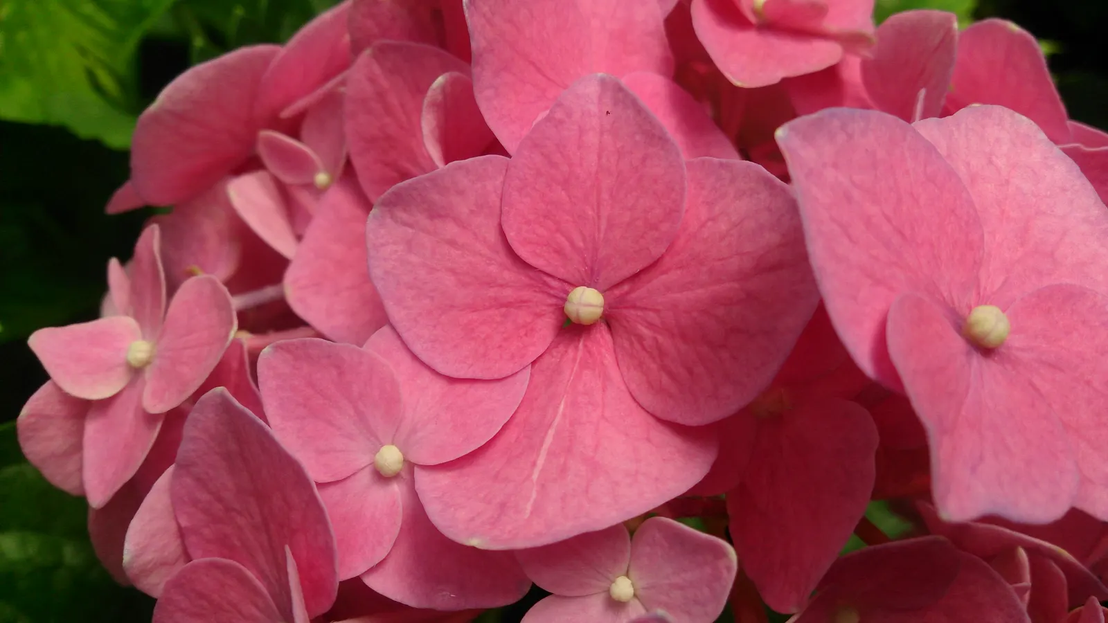 Original Bigleaf Hydrangea (Hydrangea Macrophylla 'Bailmer') — also known as Endless Summer Hydrangea; thriving in partial to full shade with, image 37