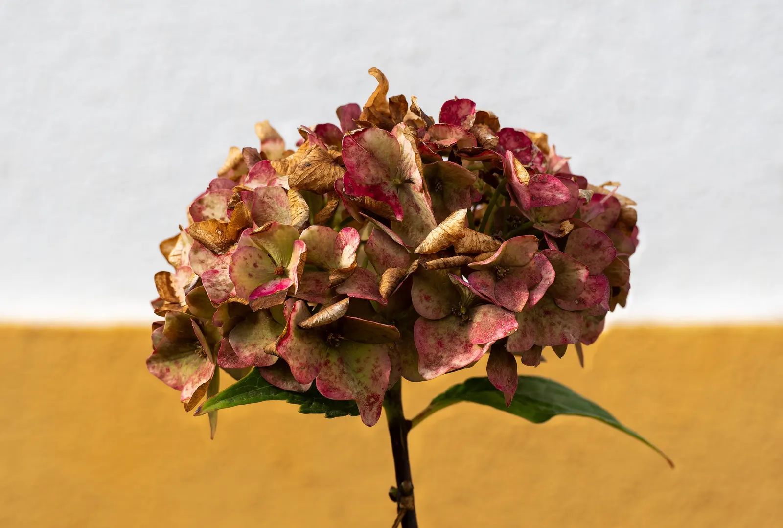Original Bigleaf Hydrangea (Hydrangea Macrophylla 'Bailmer') — globe-shaped flower clusters known as mopheads