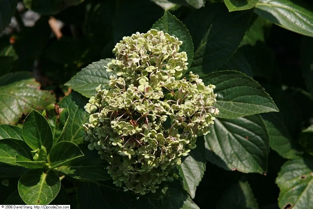 Original Bigleaf Hydrangea (Hydrangea Macrophylla 'Bailmer') — It fits seamlessly into cottage gardens and works splendidly in coastal landscapes due to its