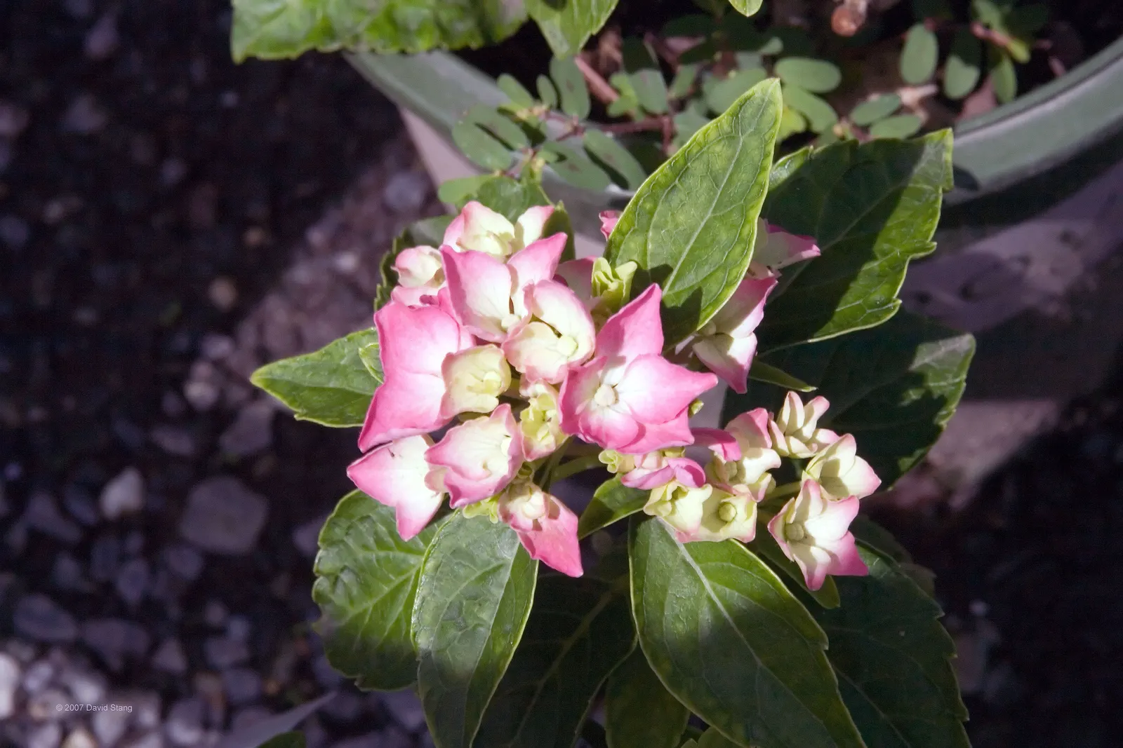 Original Bigleaf Hydrangea (Hydrangea Macrophylla 'Bailmer') — vibrant blooms up to 8 inches across that can be blue or pink depending on soil pH