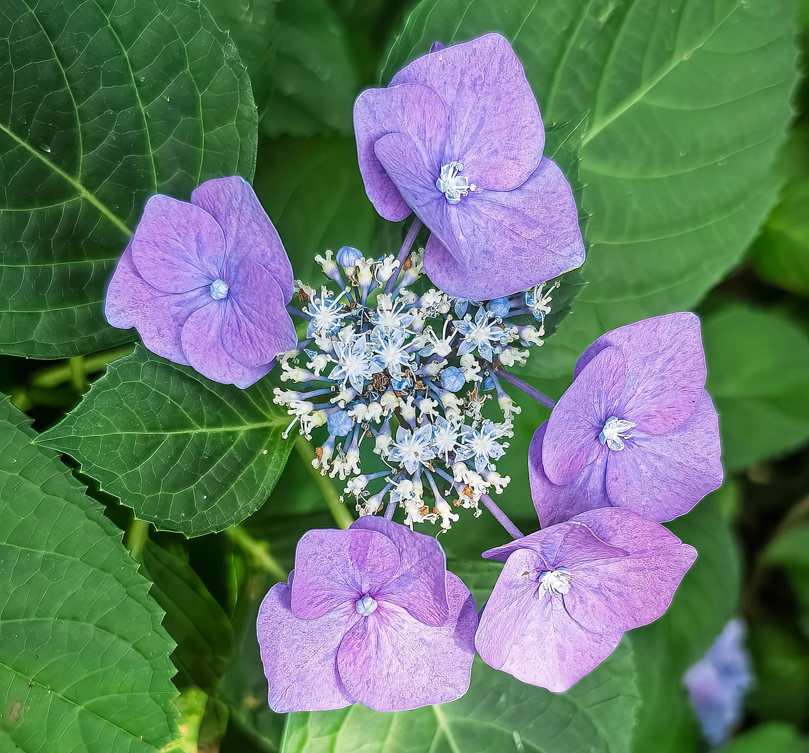 Original Bigleaf Hydrangea (Hydrangea Macrophylla 'Bailmer') — shrub for half or shade; it fits seamlessly into cottage gardens and works splendidly in coastal